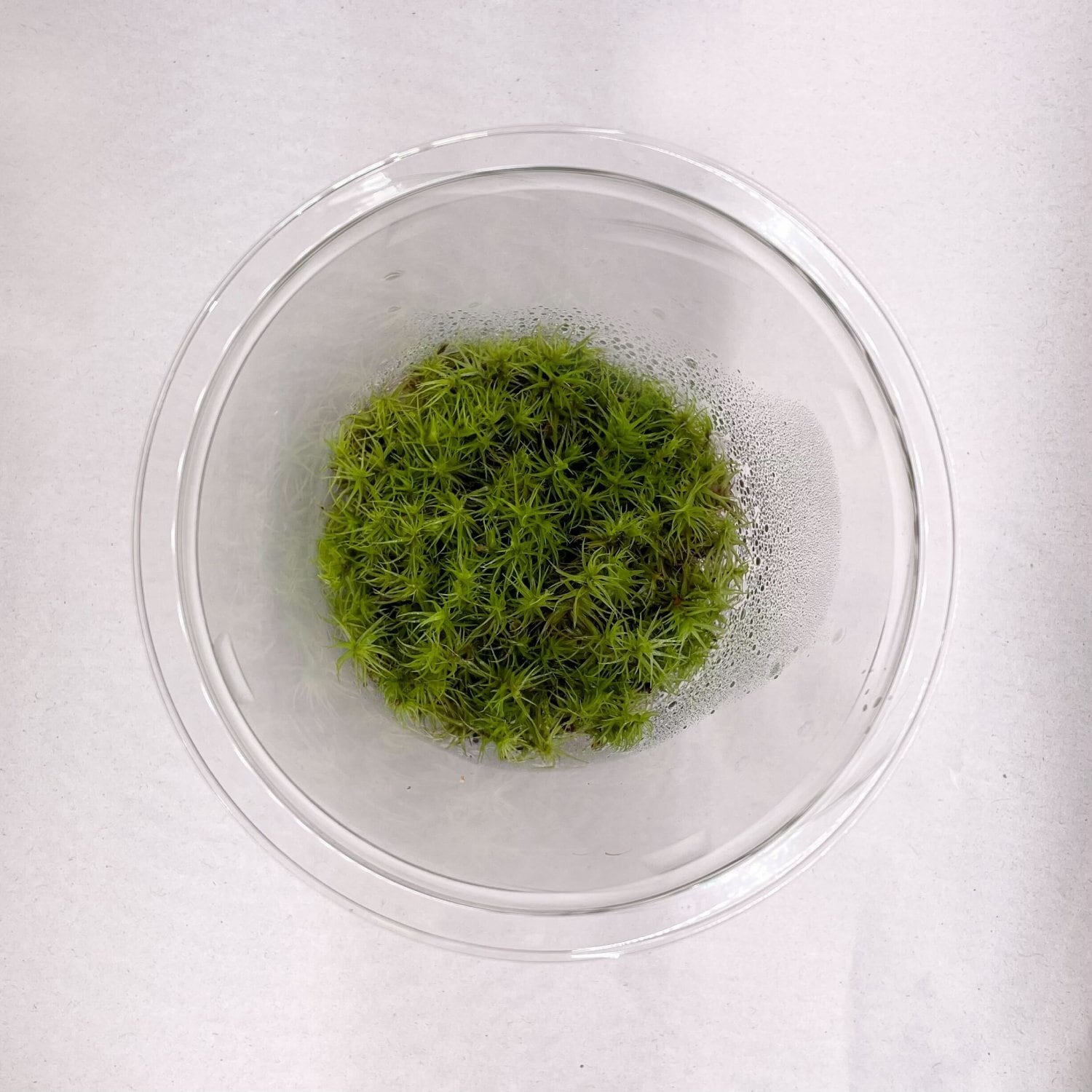 シッポゴケ 苔パック | 苔テラリウム専門店Feel The Garden