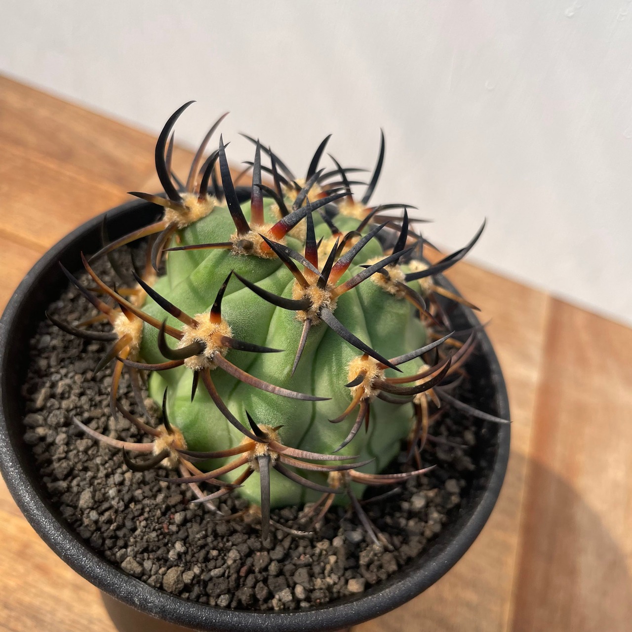 Eriosyce ceratistes【エリオシケ・極光丸】