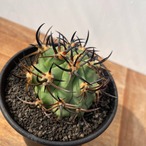 Eriosyce ceratistes【エリオシケ・極光丸】