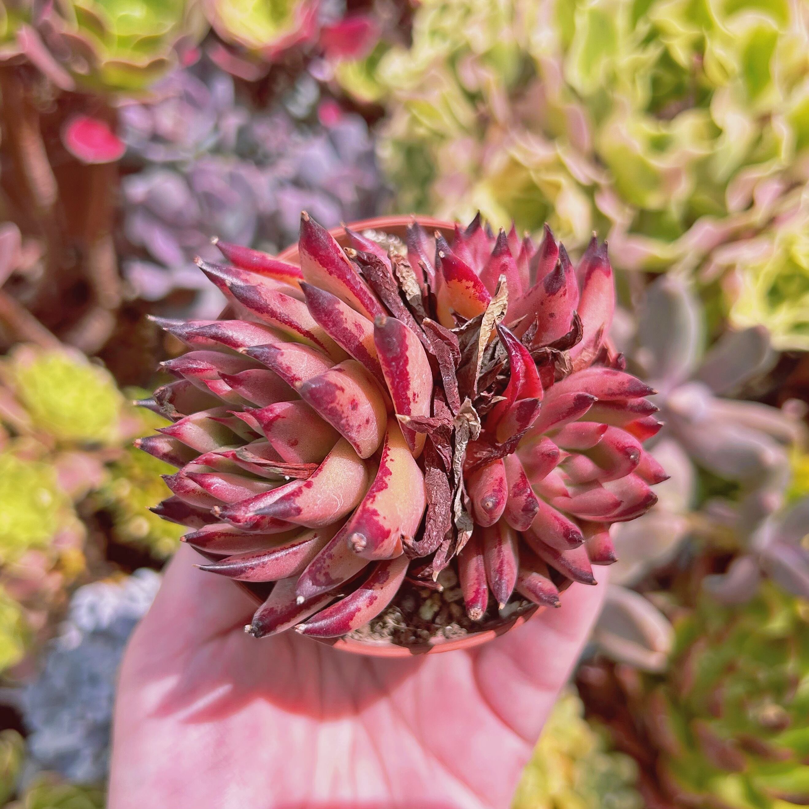 現物　多肉植物　血羅　抜き苗