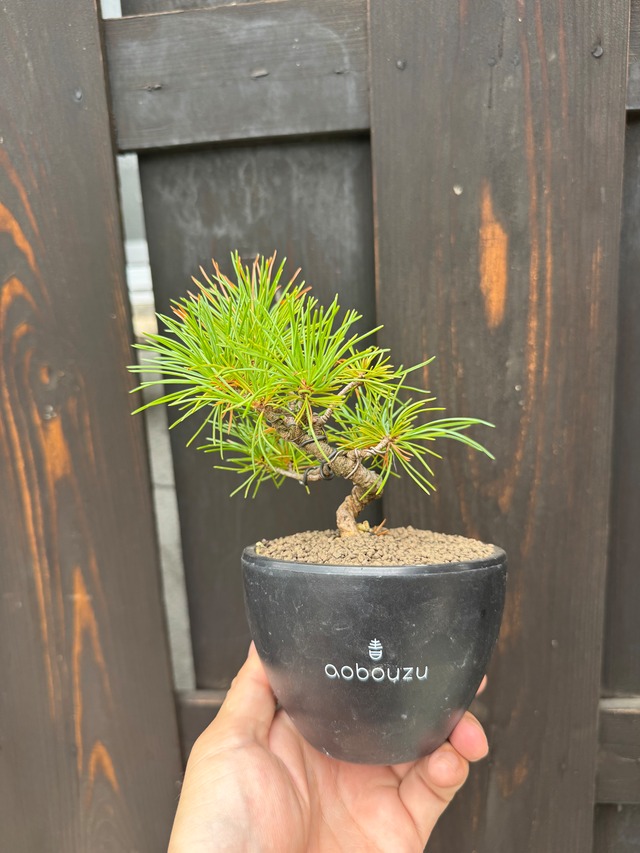 【新着】Pinus parviflora　五葉松　【手乗り盆栽】五葉松盆栽