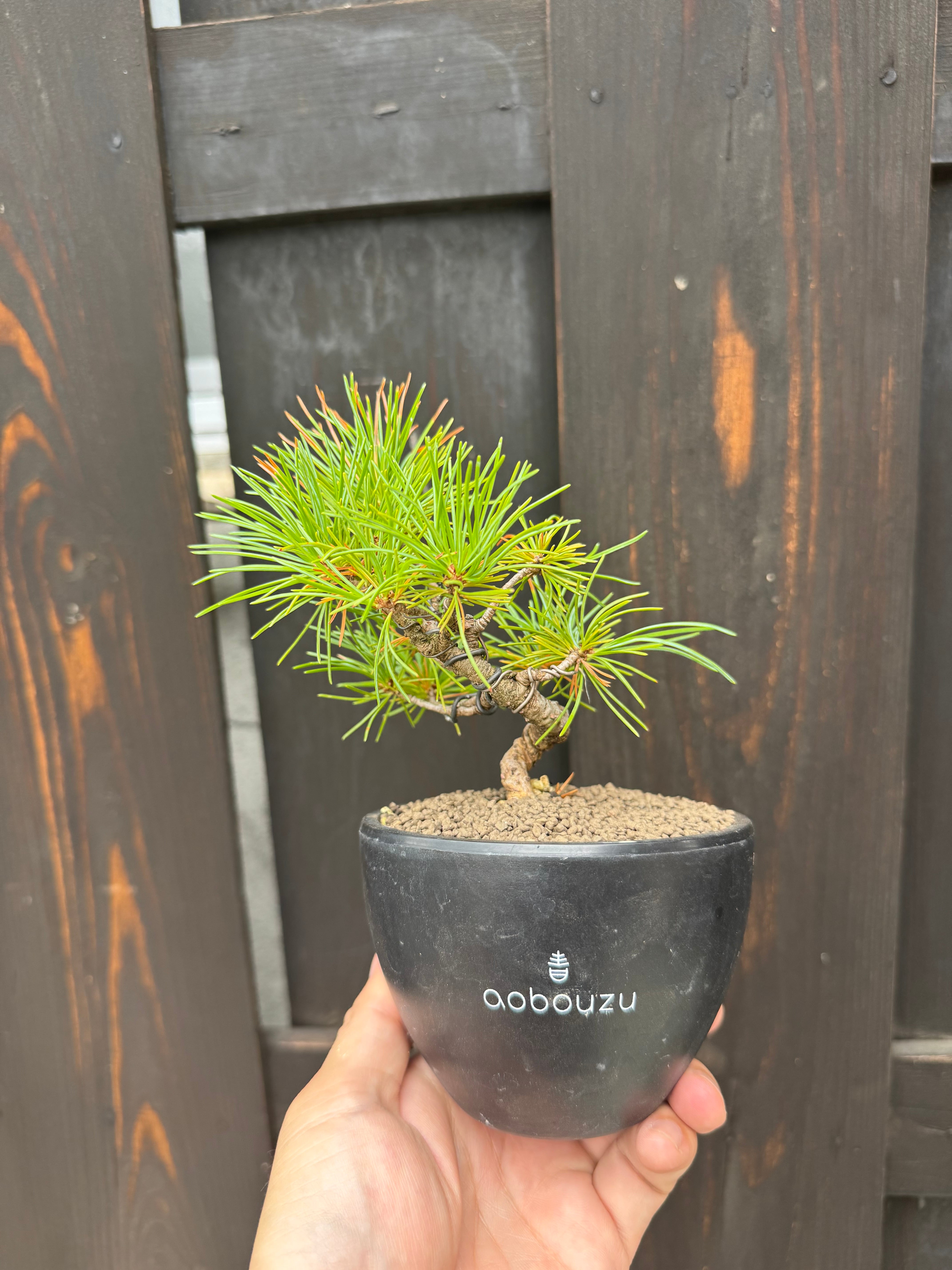 【新着】Pinus parviflora 五葉松 【手乗り盆栽】五葉松盆栽