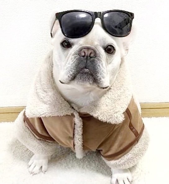 ☆犬服ハンドメイド☆フレブル・パグのお洋服