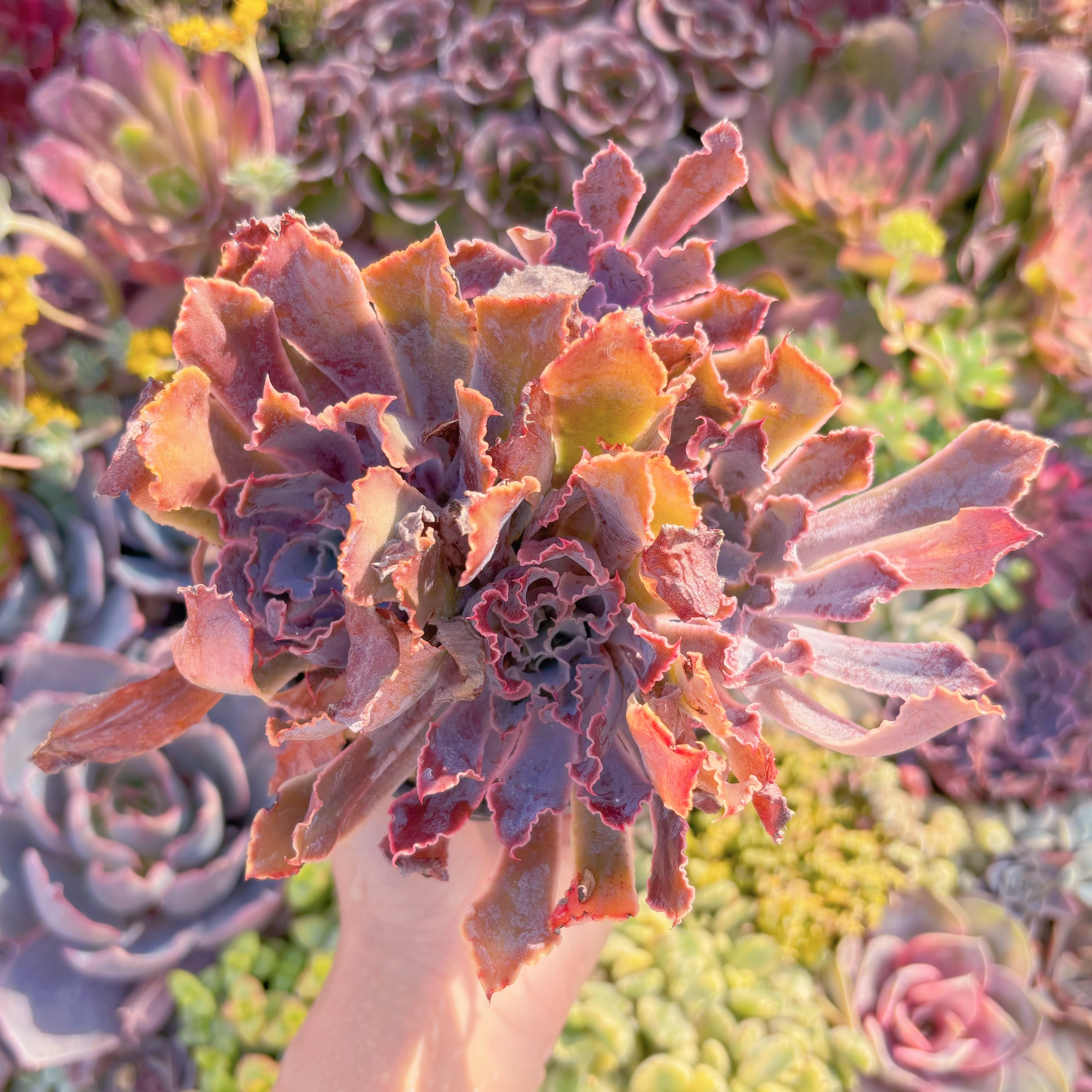 現品　シャビアナ#A081　群生　るる農園