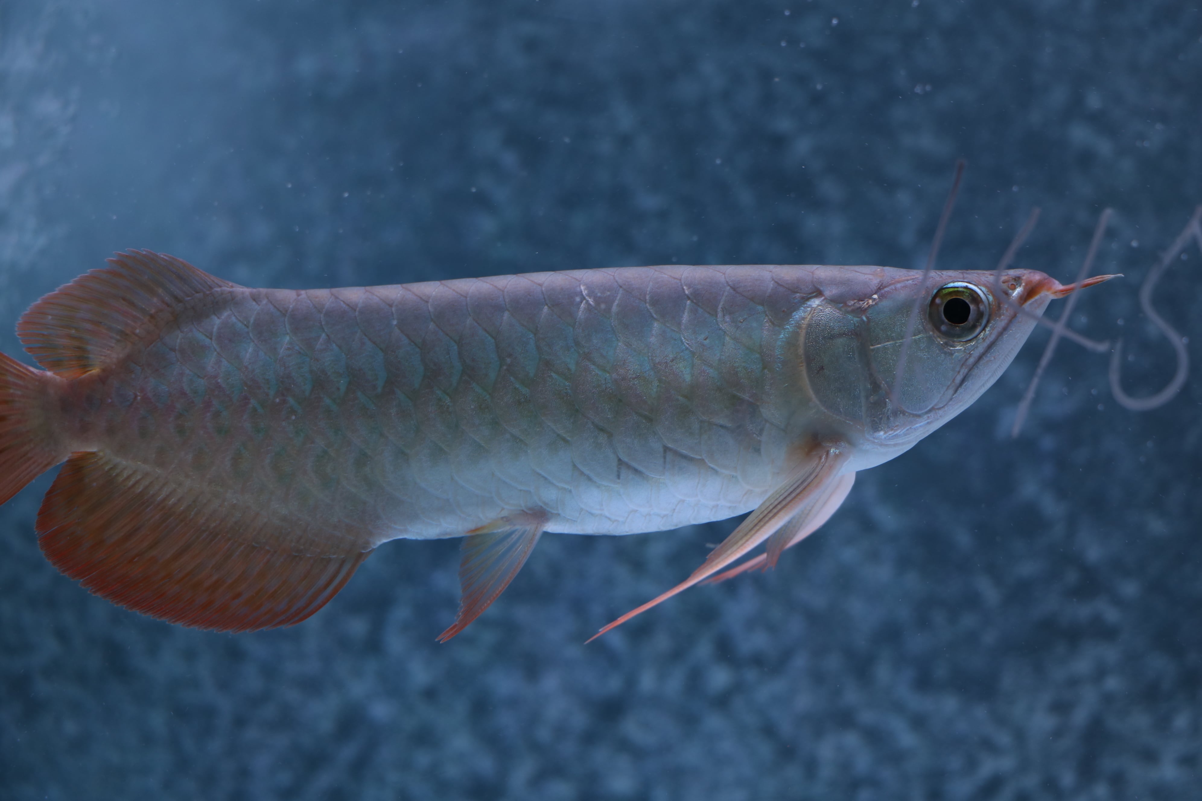 100,001円～ | アロワナ等の大型魚・熱帯魚のオンライン販売店