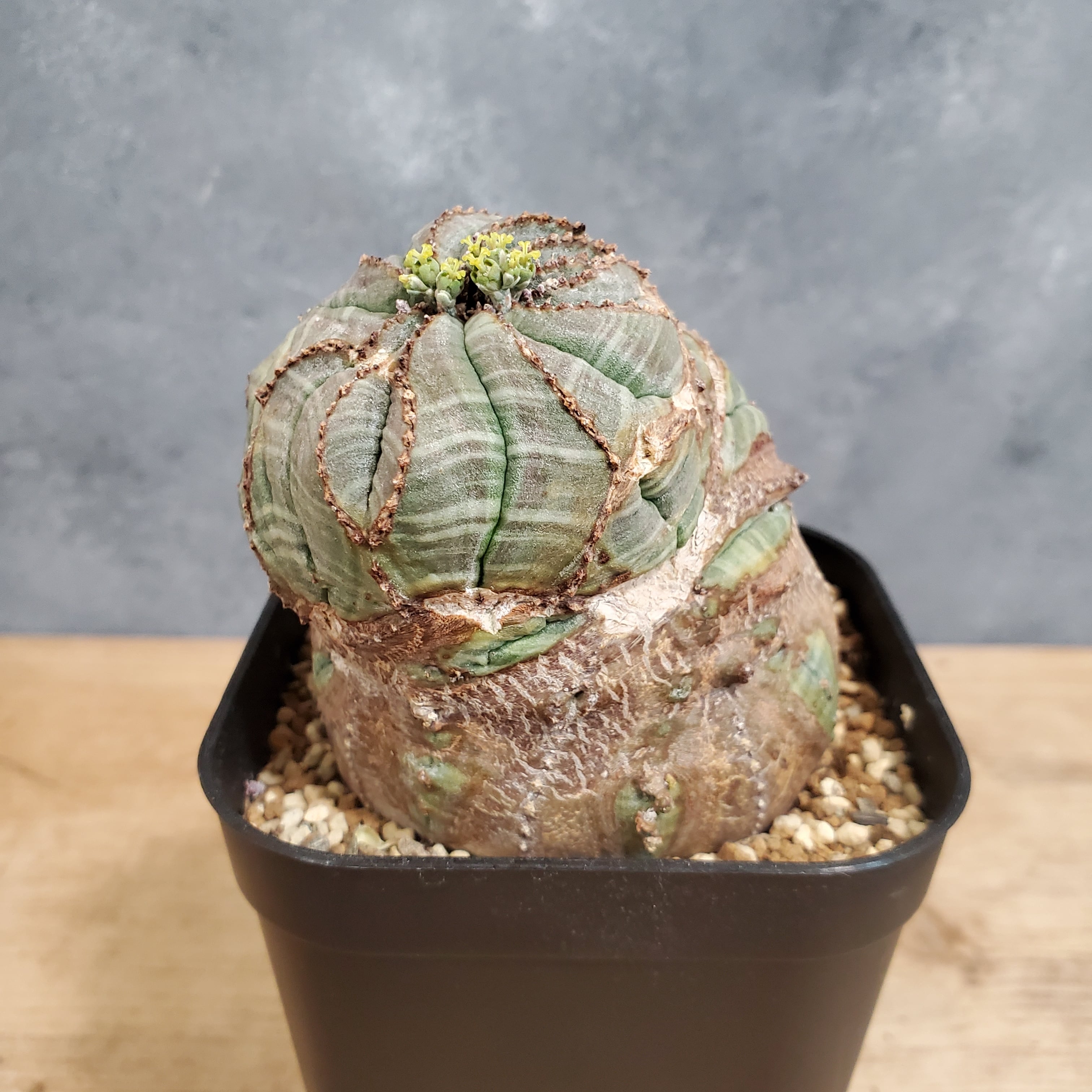 【大株モンスト!!】メス株 Euphorbia Obesa ユーフォルビア オベサ 木質化 | Libaran_Plants〜オベサ 通信販売専門店〜  powered by BASE