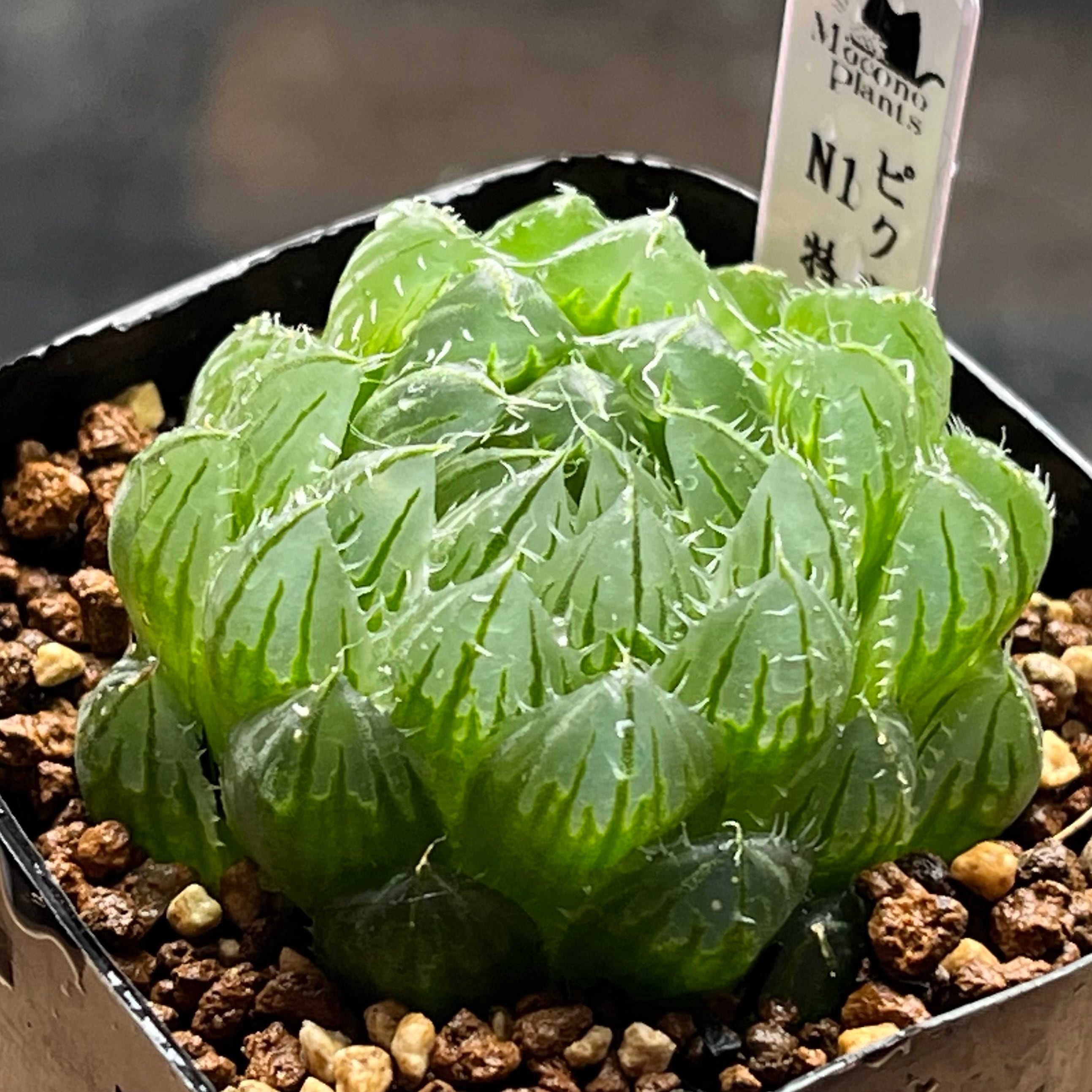 オブツーサ系 | mocono_plants