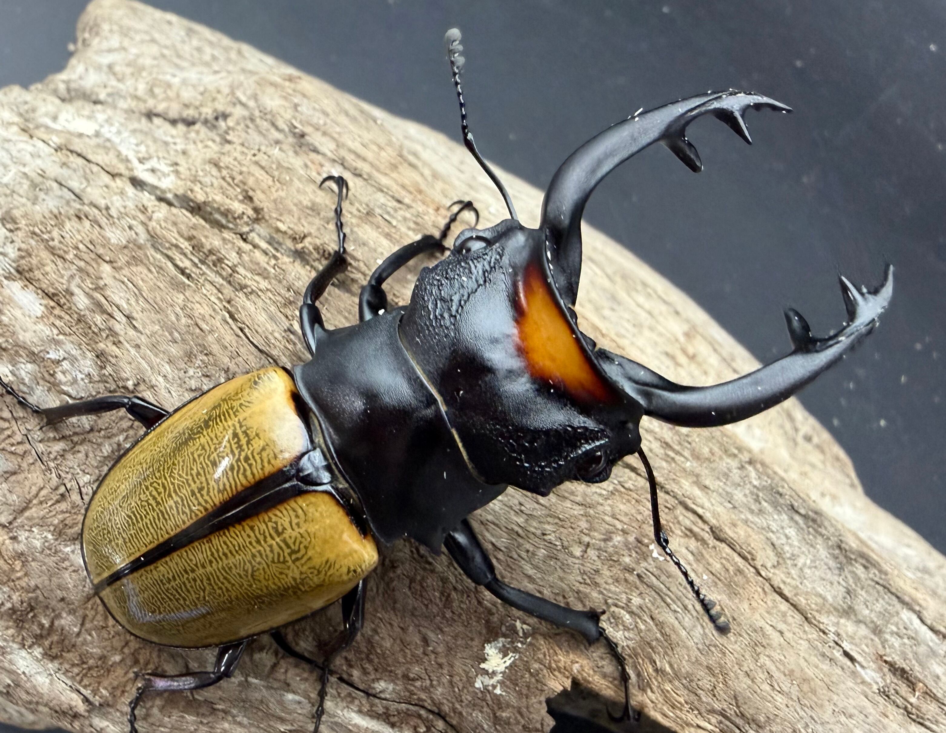 ツヤクワガタの仲間 | KPW公式オンラインショップ