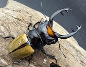 【WD】《スペクタビリスツヤクワガタ 76.5mm ペア》