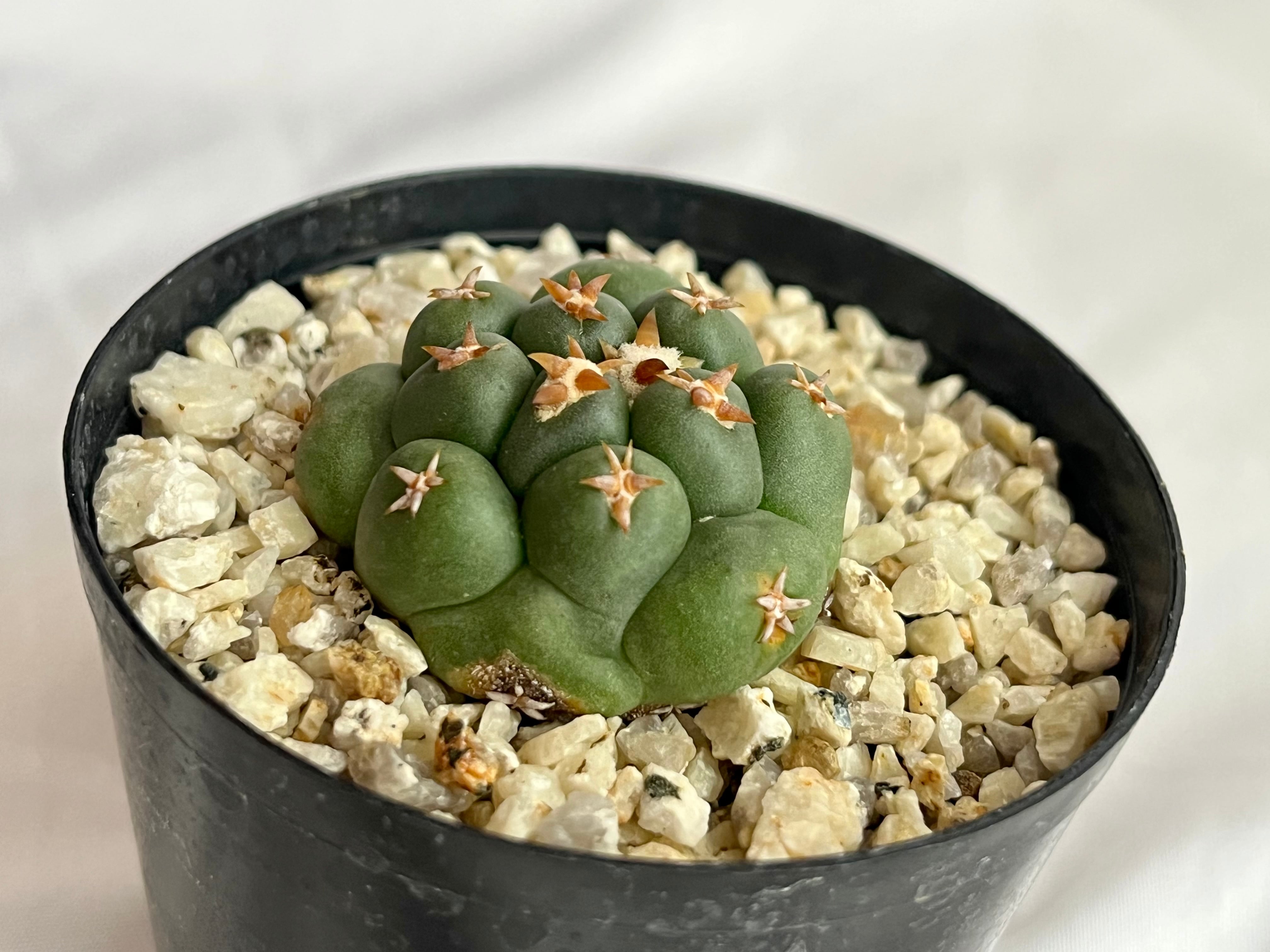 Coryphantha elephantidens コリファンタ 短刺象牙丸 サボテン