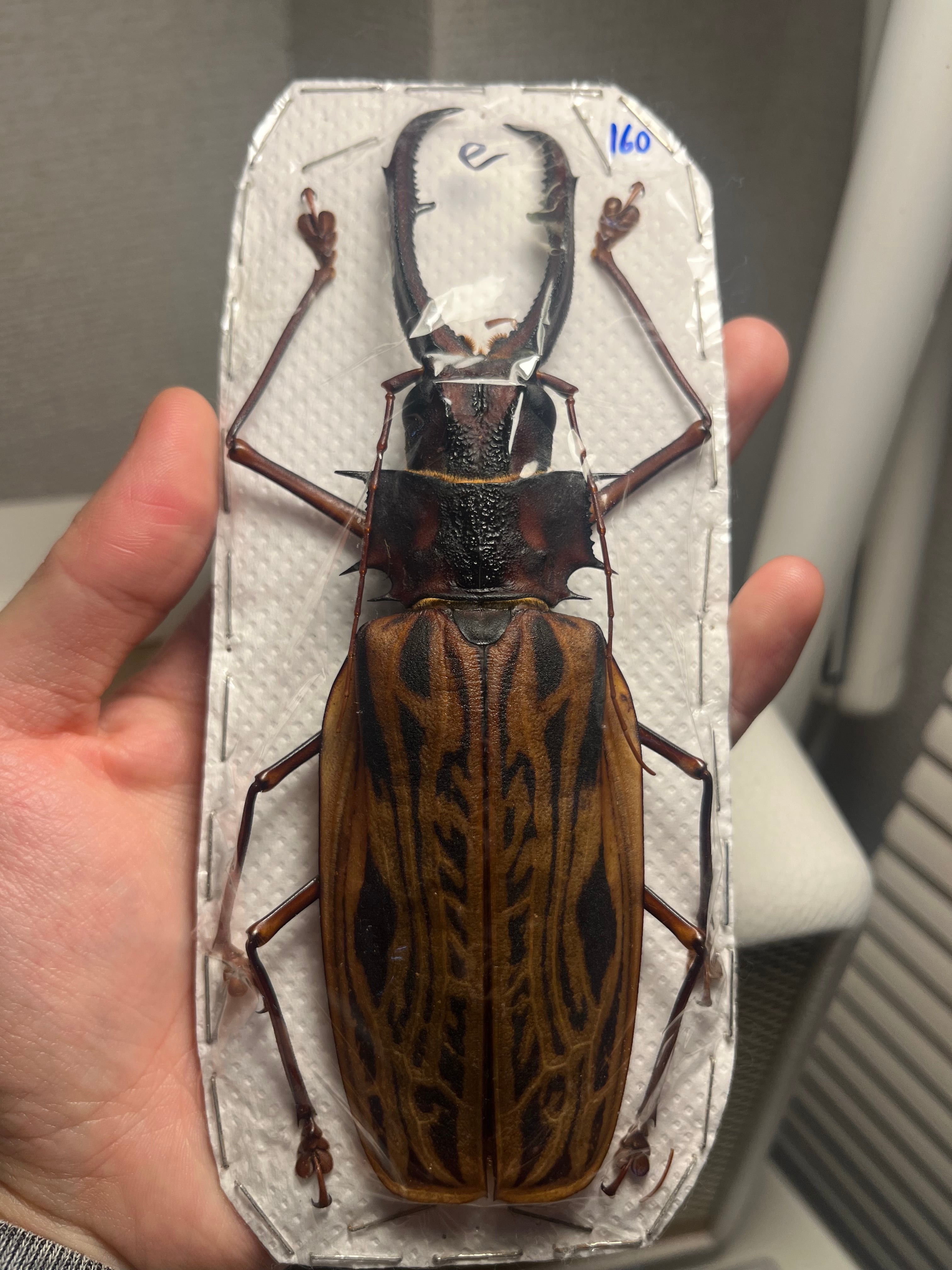 34mm】ニジイロフトタマムシ トップ フトタマムシ スハンダエ プラチナ