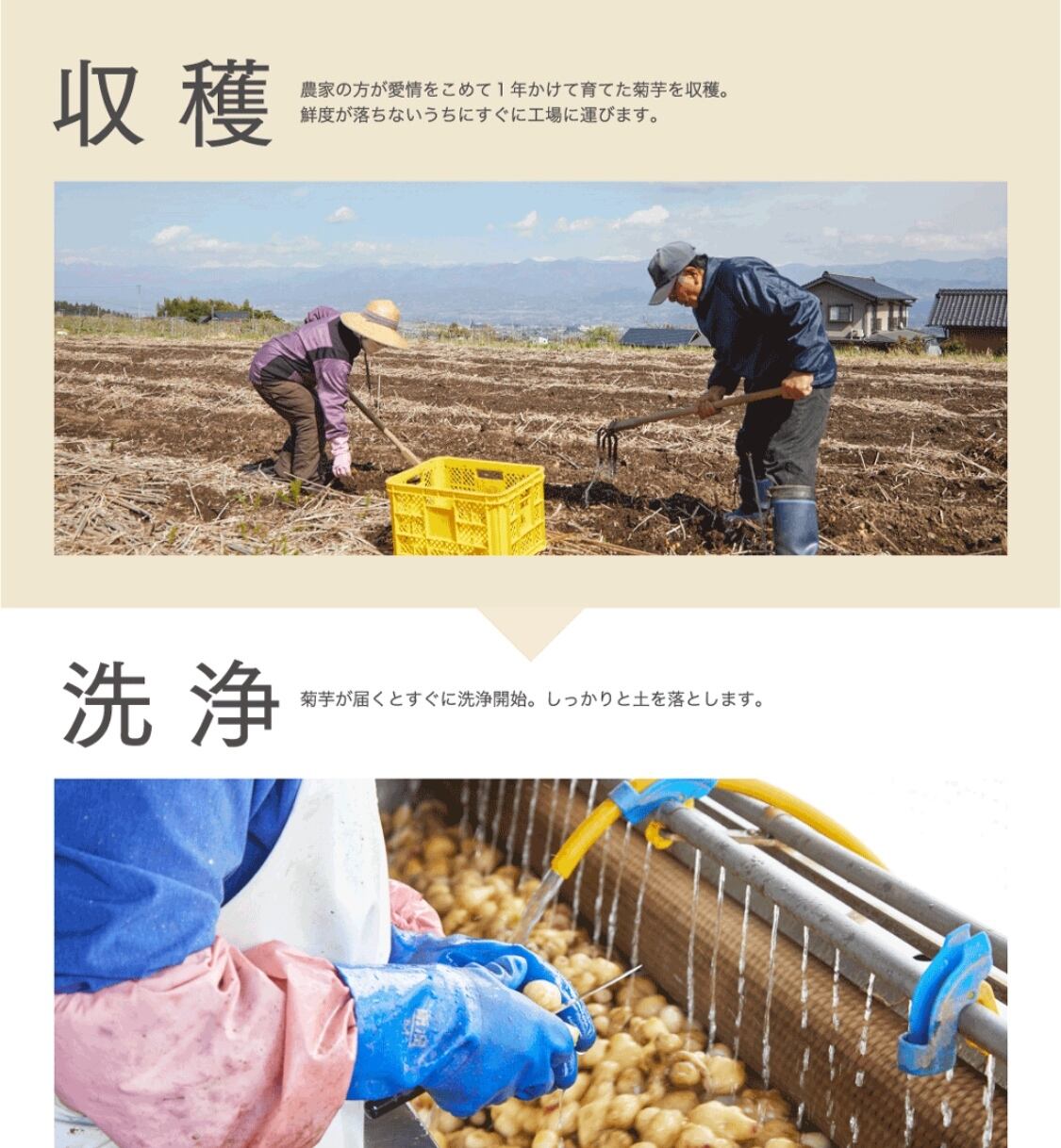 菊芋の極みチップス 2袋(120g)