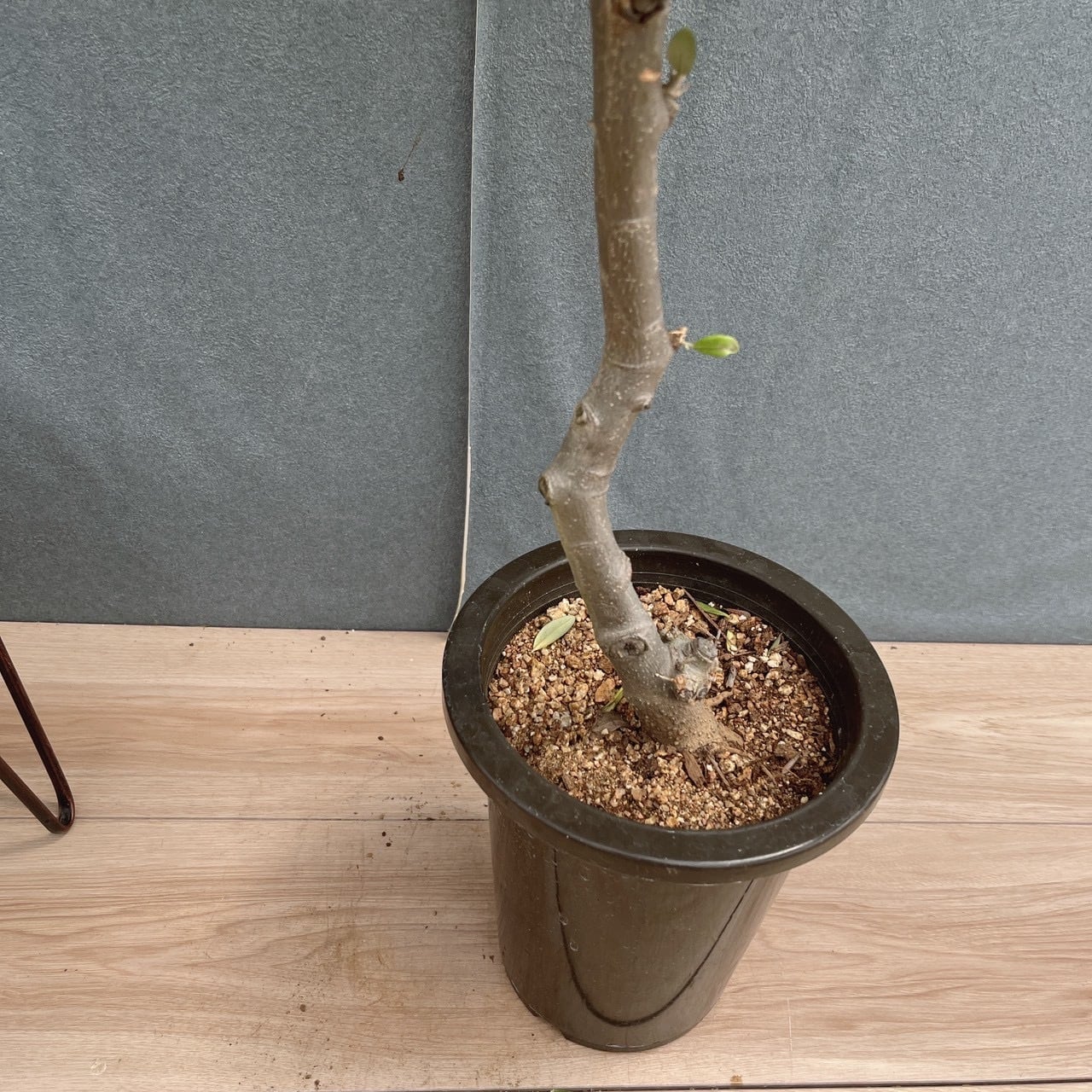 現品］13番 創樹 オリーブ ルッカ 6号 観葉植物 屋外 オリーブの木