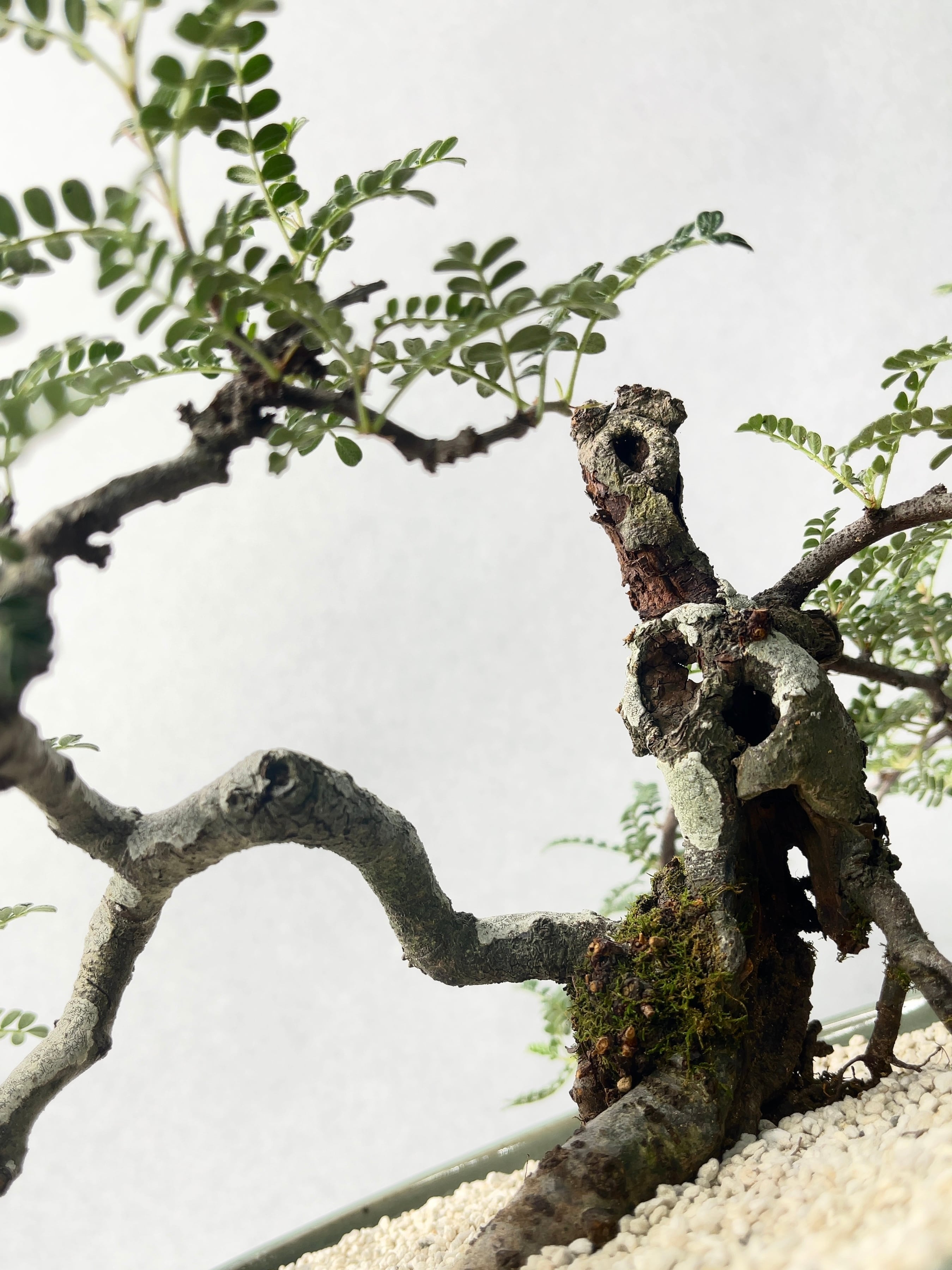 パキポディウム　グラキリス　小型美形　現地球　市野伝市鉢 パキポディウム グラキリス 小型美形 現地球 市野伝市鉢