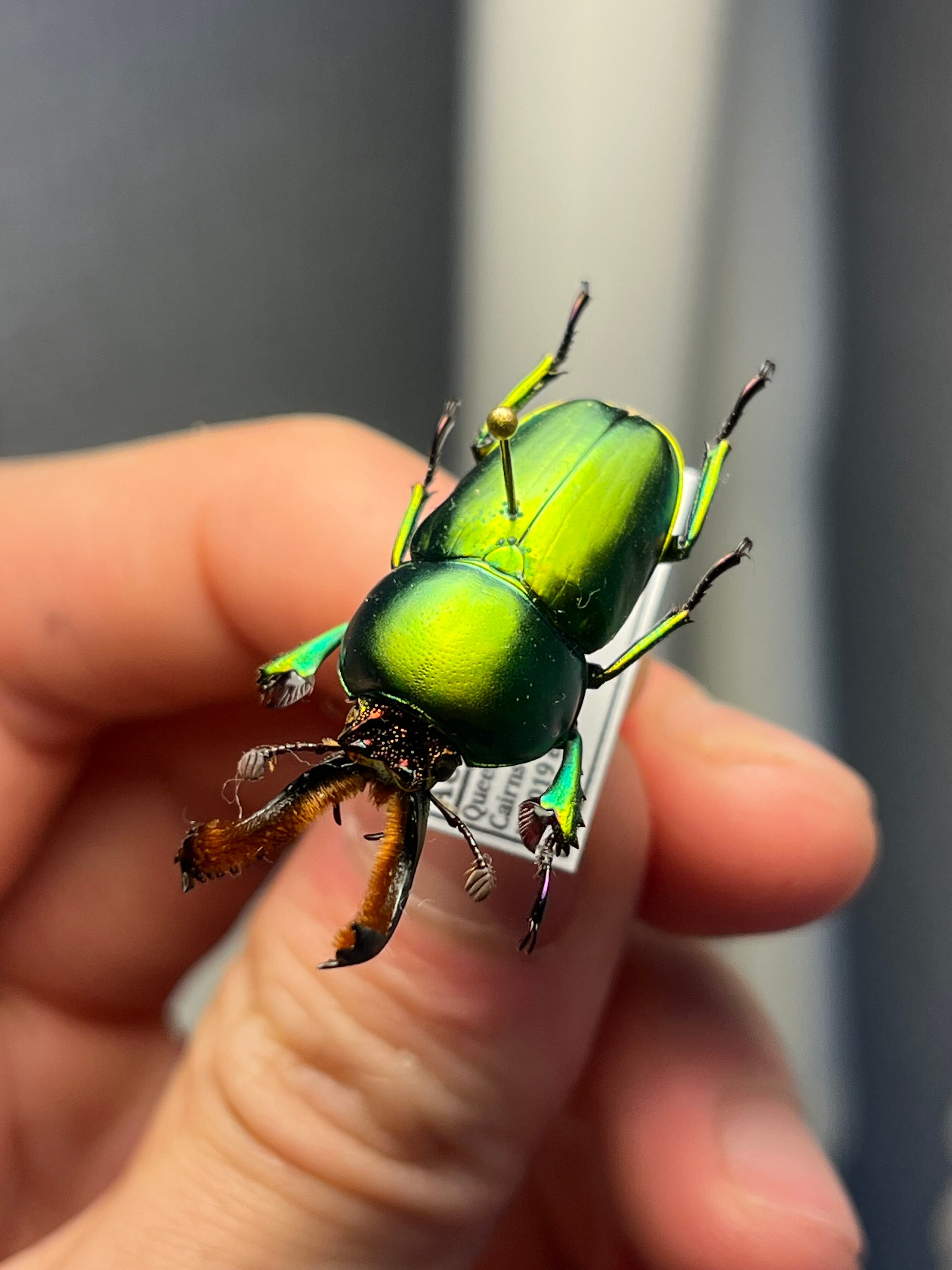 B品31mm】アウラタキンイロクワガタorパプアキンイロクワガタ♂の標本