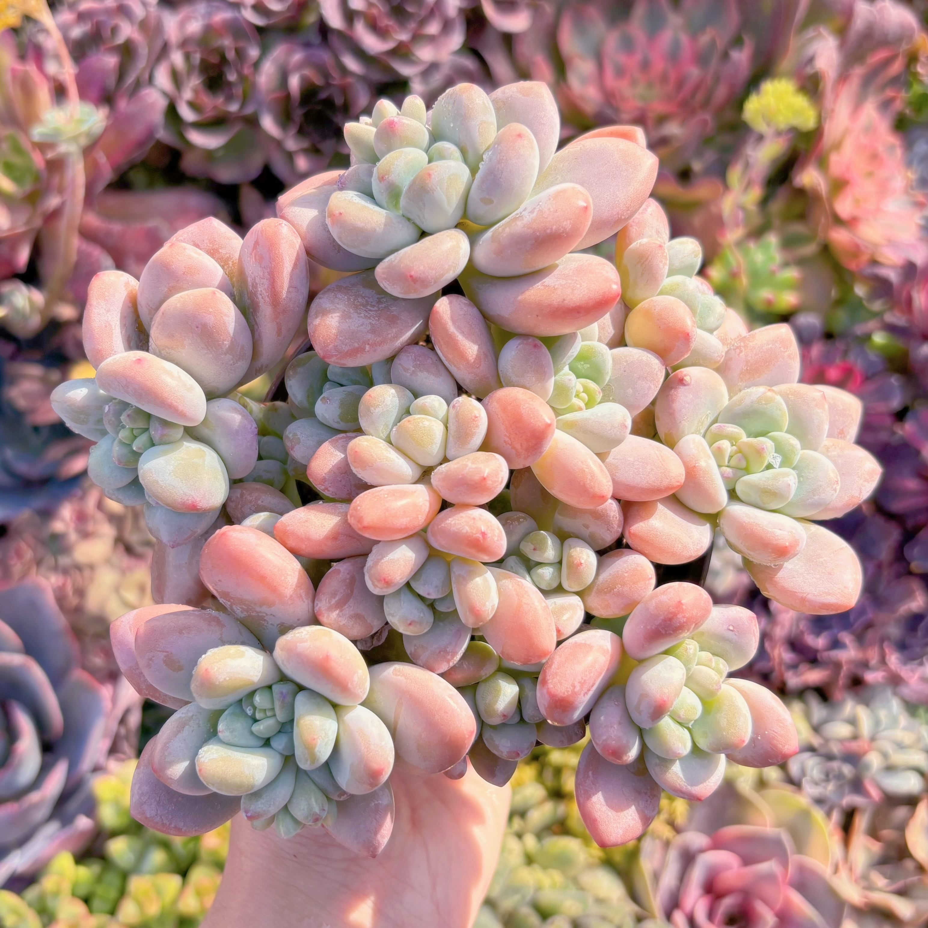 現品　マカロン#F074　大群生　新入荷　るる農園