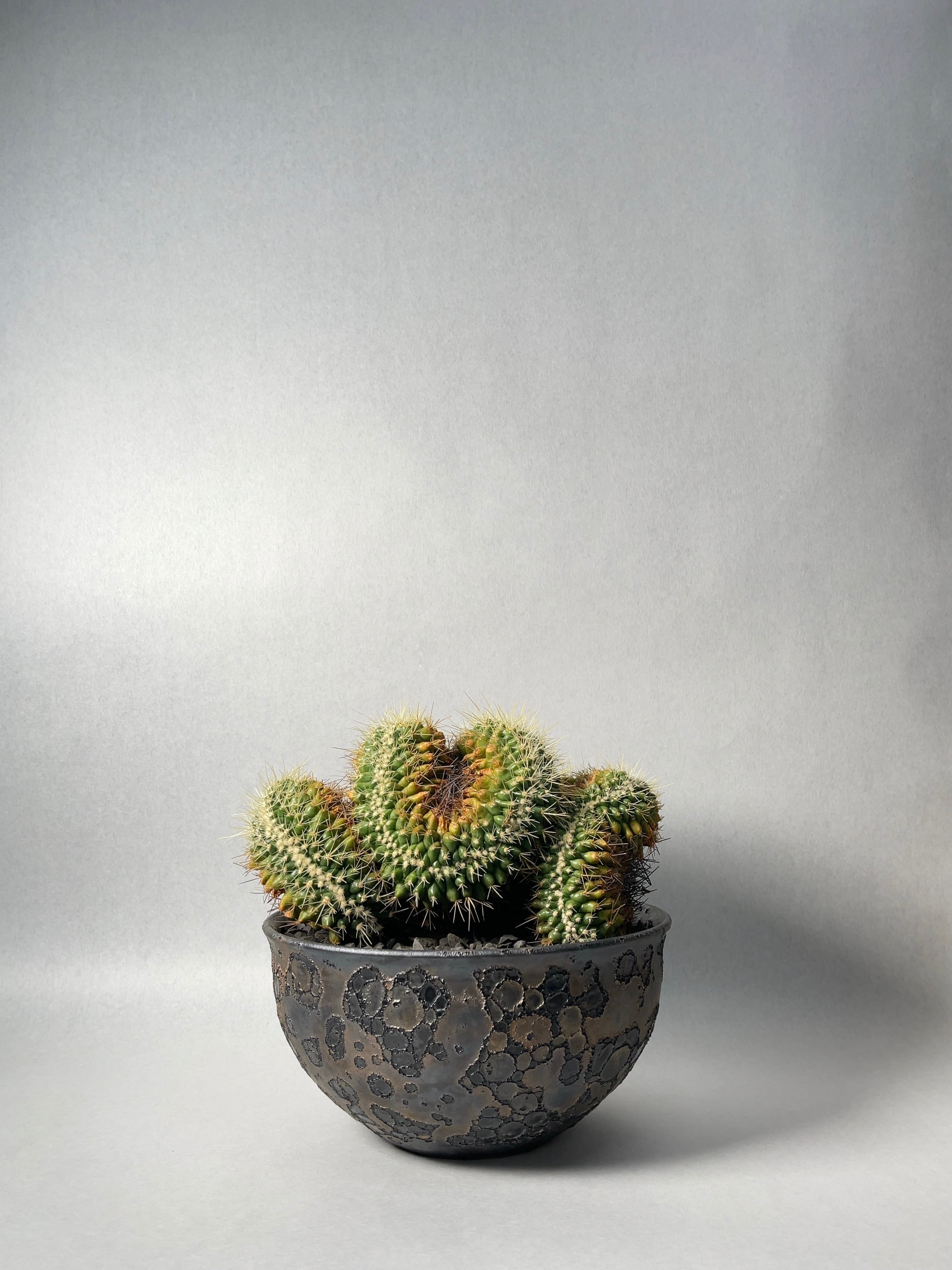 中川智治×trigger】金鯱綴化 | trigger