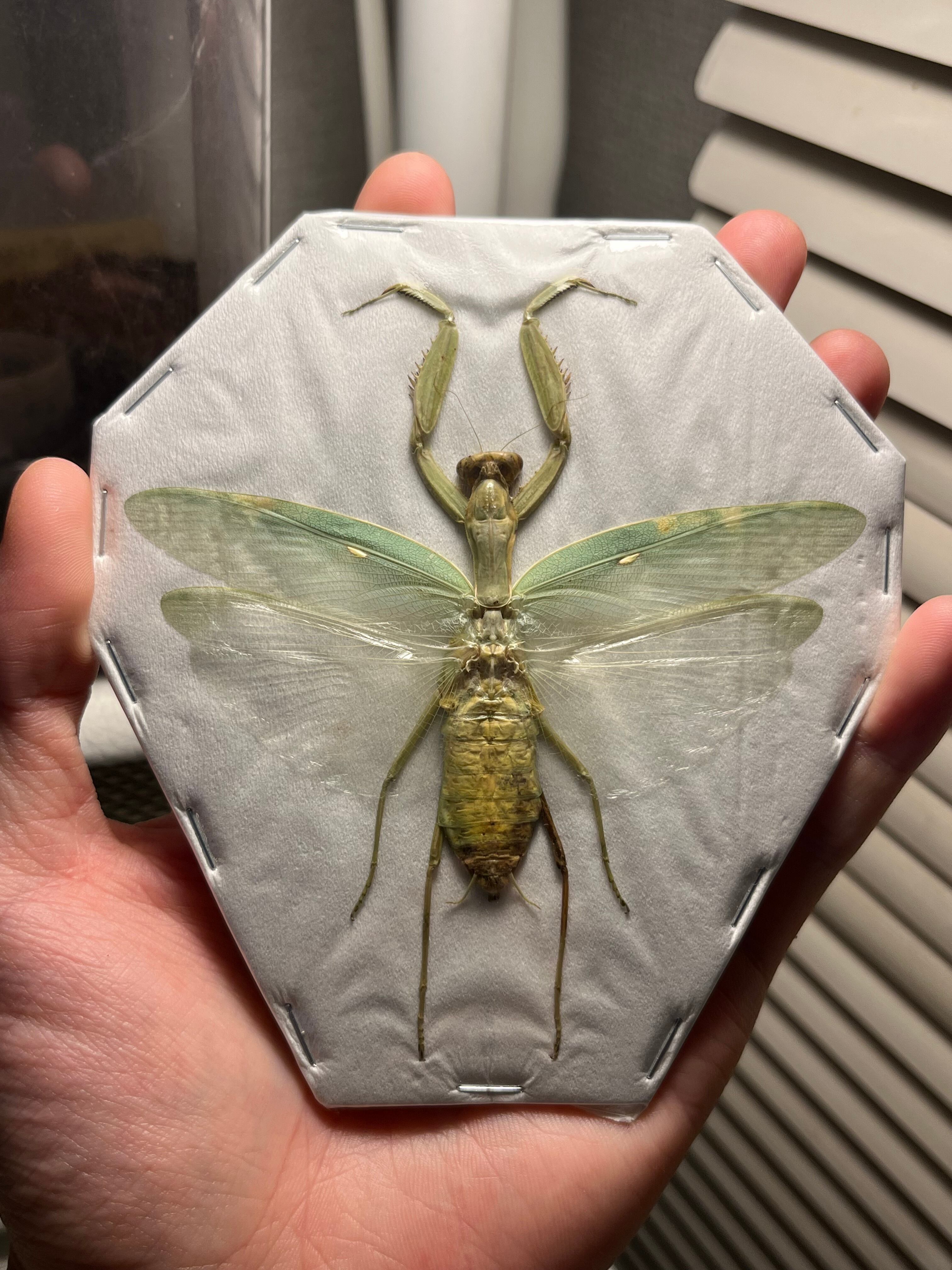 サルオガセギスキリギリスカマドウマバッタ直翅類コロギスリオック