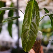 フィロデンドロン パトリシアエ / Philodendron patriciae⑧ / 観葉植物