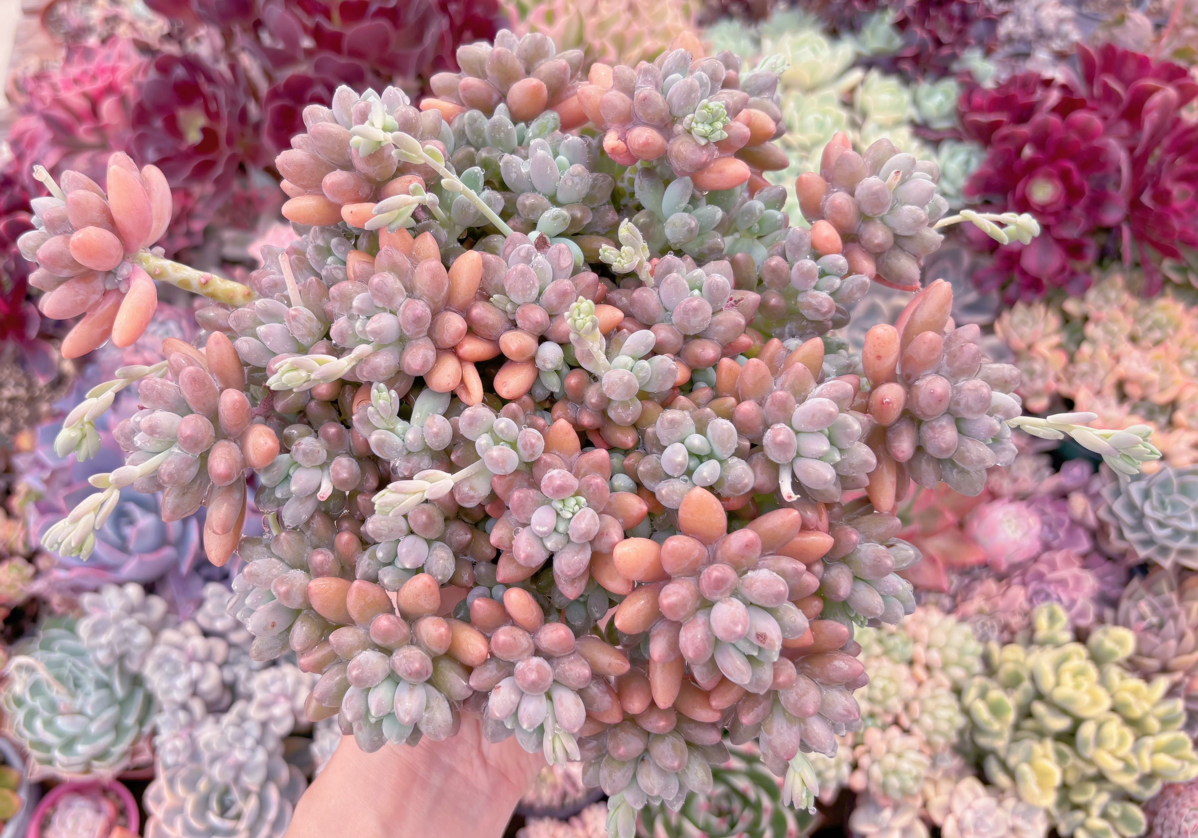 現品　エクスパトリマータxクレムネリア#698　特大群生　るる農園