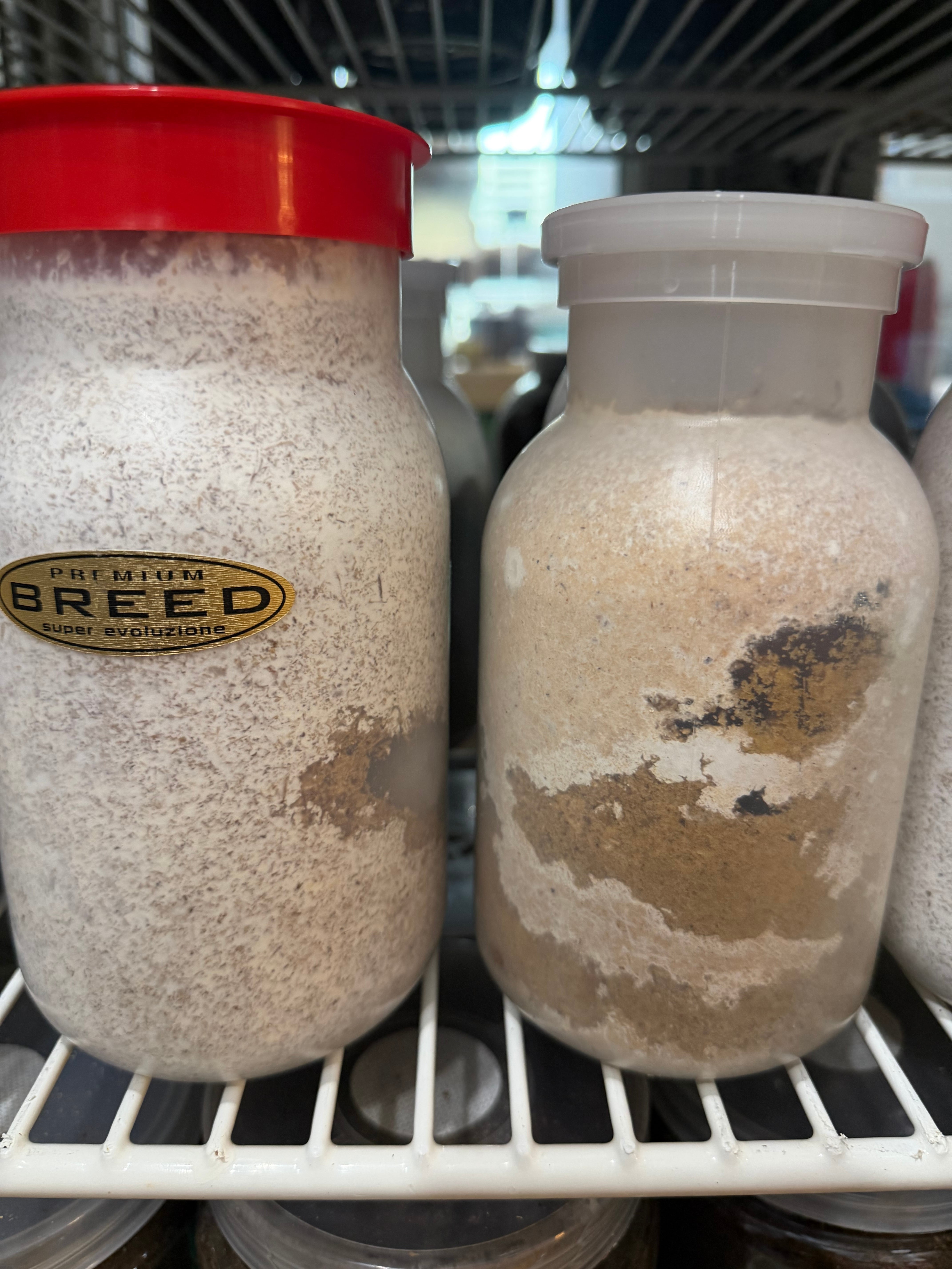 冷凍ヤワゲネズミS【50g〜59g】 | Pay ID