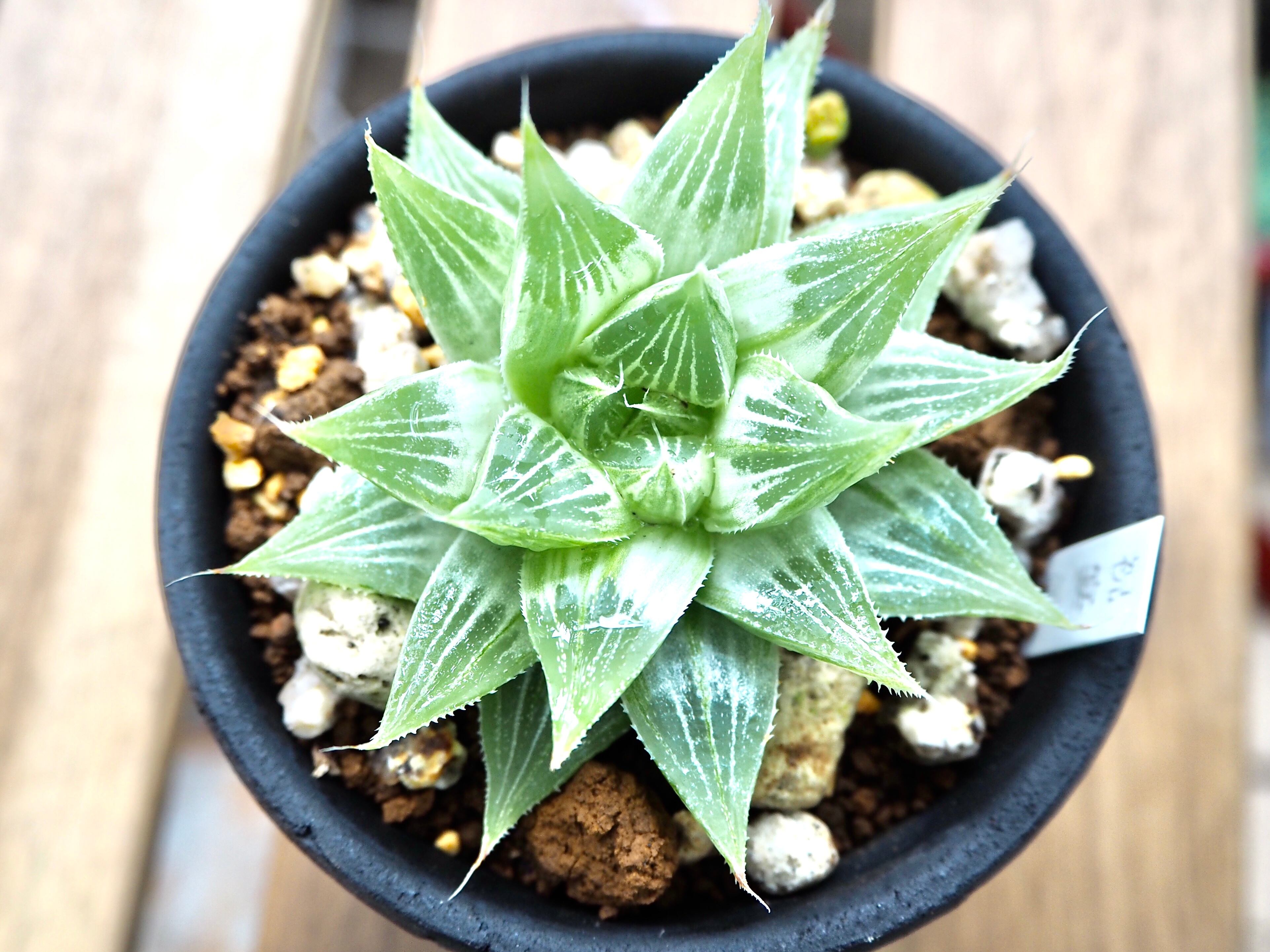 ☆☆万象＊南阿の星錦＊ハオルチア＊錦☆☆ 12 ハオルチア 万象錦 南亜の星錦