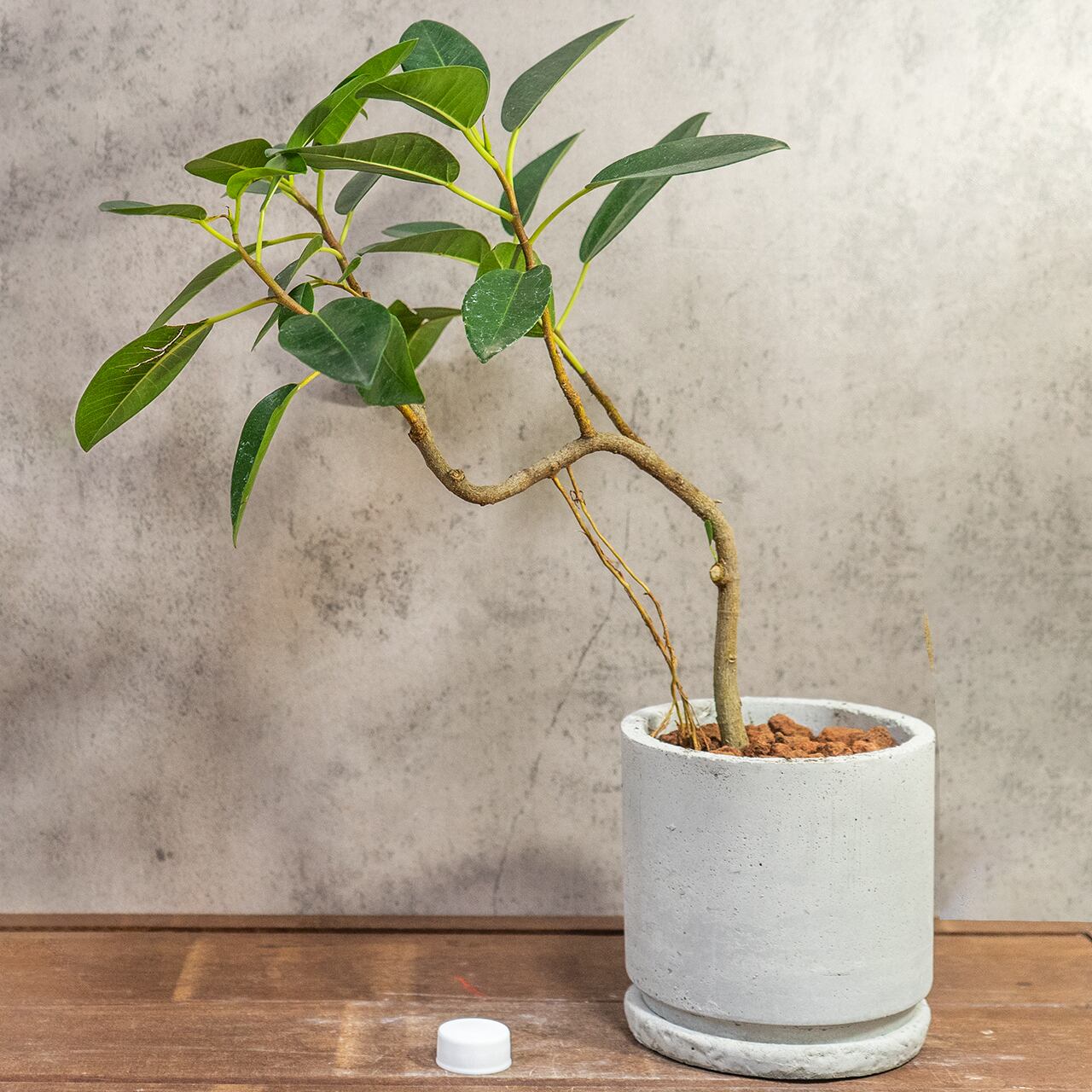 【良樹形】フランスゴムの木 幹曲がり モルタル鉢 観葉植物 初心者でも安心 育て方カード付 ■虫発生抑制