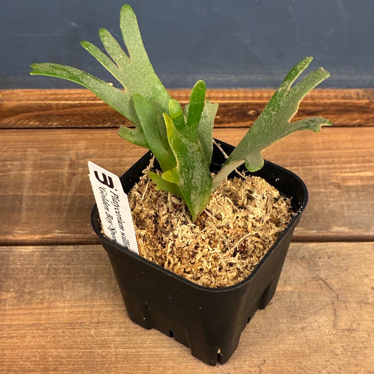 UJ】ビカクシダ ジェニー P. willinckii 'Golden Boy' Spore【251