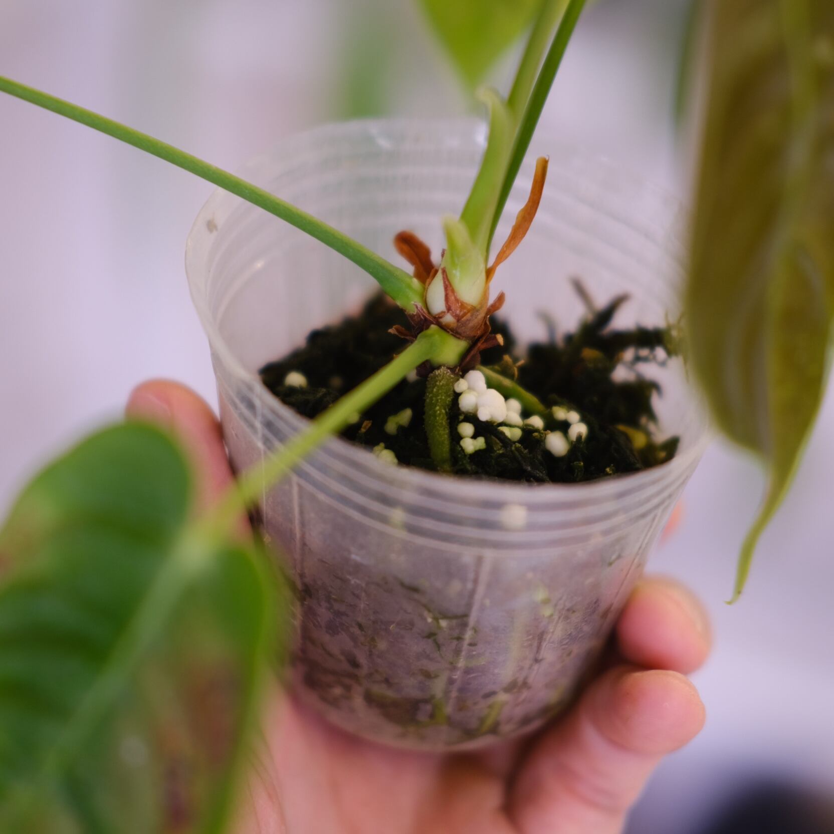 アンスリウム・ベイチー│Anthurium Veitchii②│観葉植物