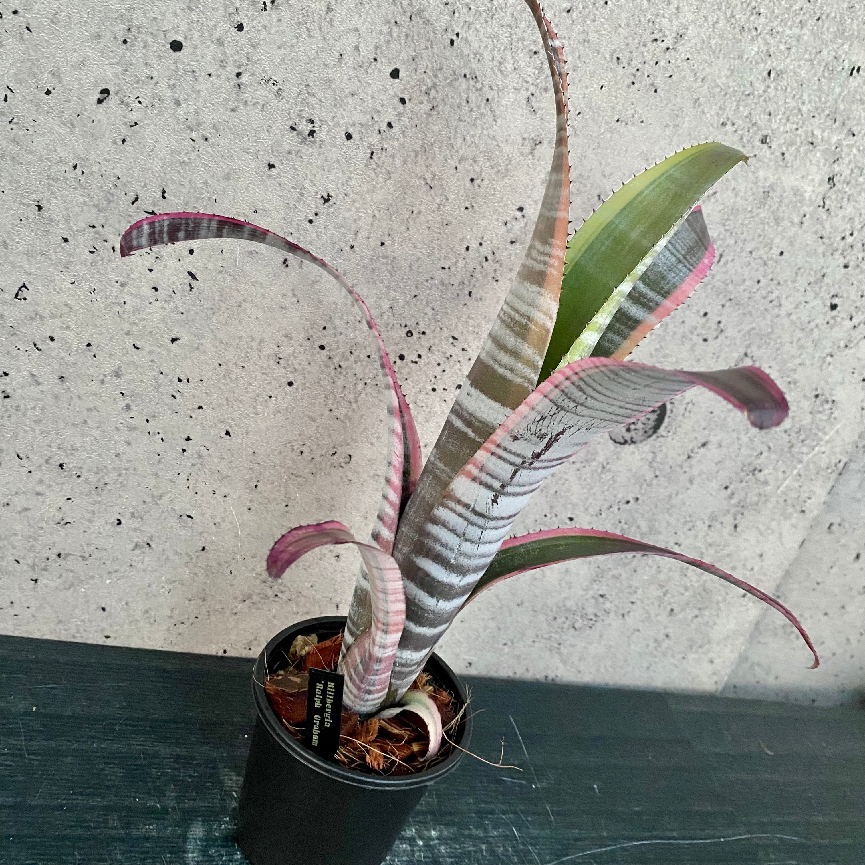 タンクブロメリア | Planet Plants プラネットプランツ