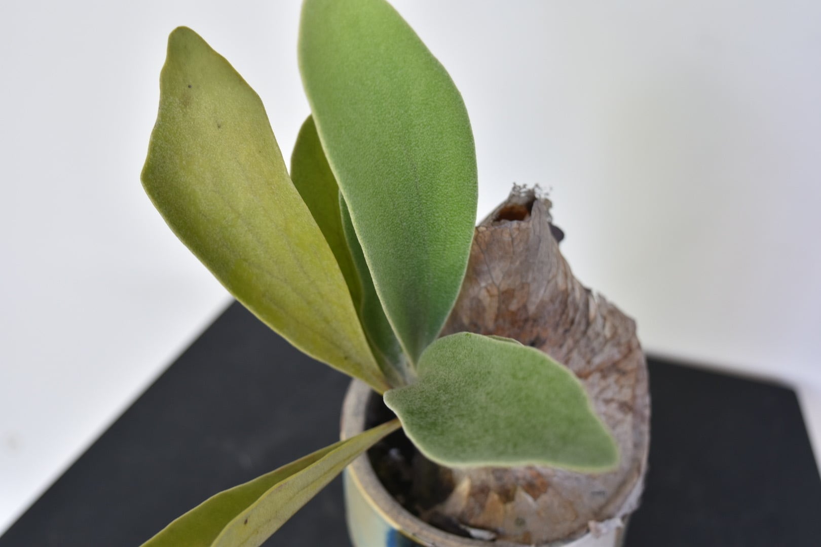 敬老の日に】ビカクシダ鉢植え/コウモリラン | GraceUp_Green