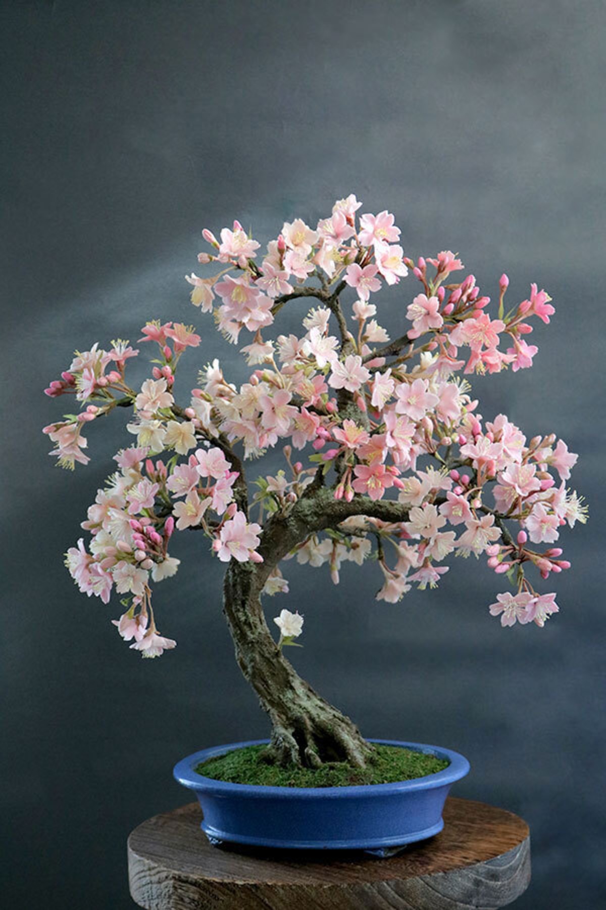 盆栽 桜 Cherry Tree Bonsai #110 | Oh! BONSAI