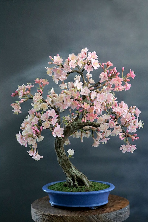盆栽 桜 Cherry Tree Bonsai #110