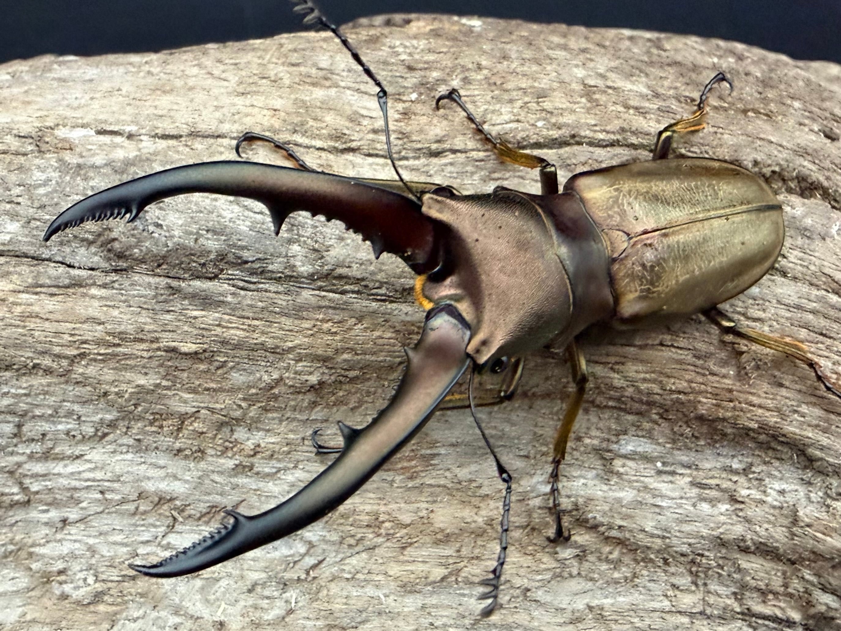 WD】《アラガールホソアカクワガタ 58mm ♂単》 | KPW公式オンライン