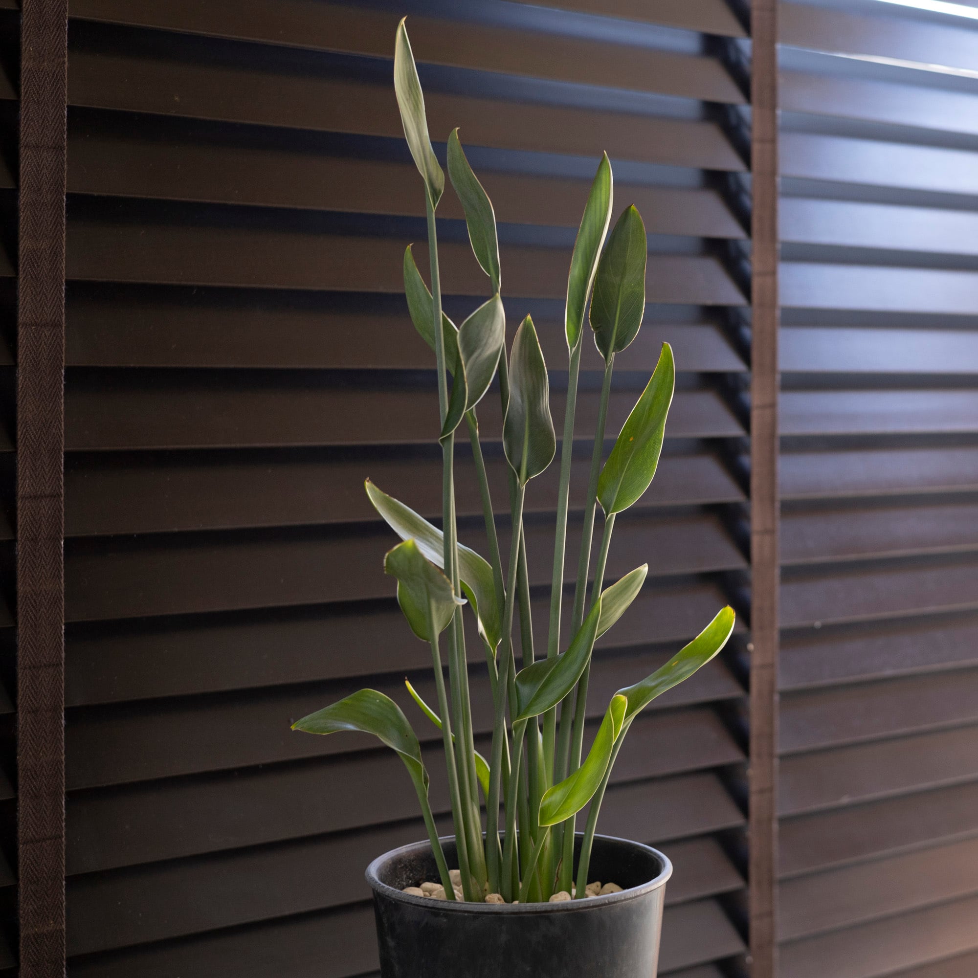 ストレリチア オーガスタ 大株 180cm 3株セット 新芽あり 極楽鳥花