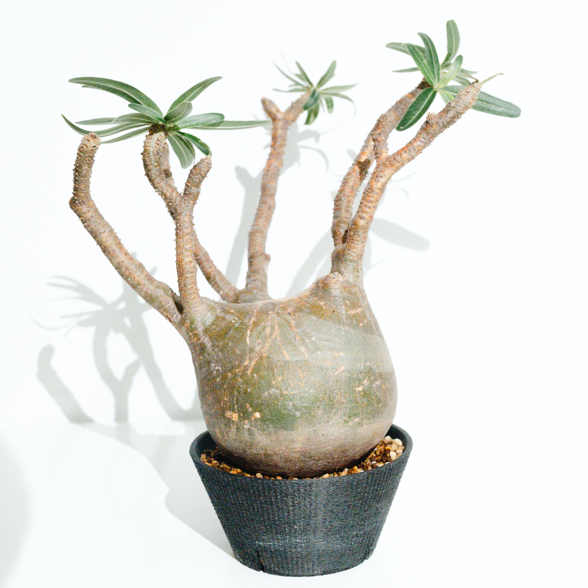 アンスリウム・レッドクリスタリナム ミシェル×ミシェル（Anthurium