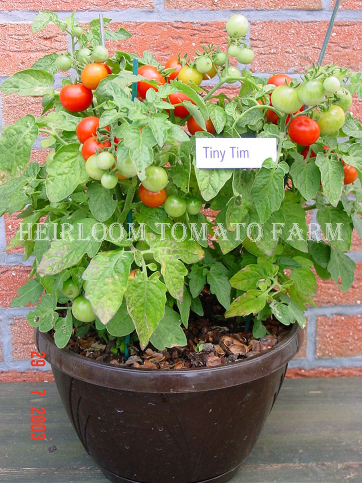 Heirloom Tomato Tiny Tim エアルーム トマト ティニー ティム Heirloom Tomato Farm