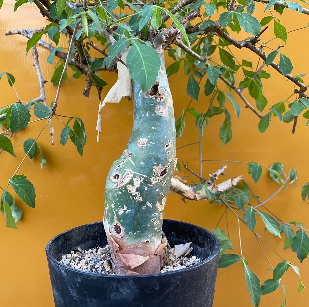 ミルモコ Maison MIHARA YASUHIRO ONLINE STORE（メゾンミハラヤスヒロ