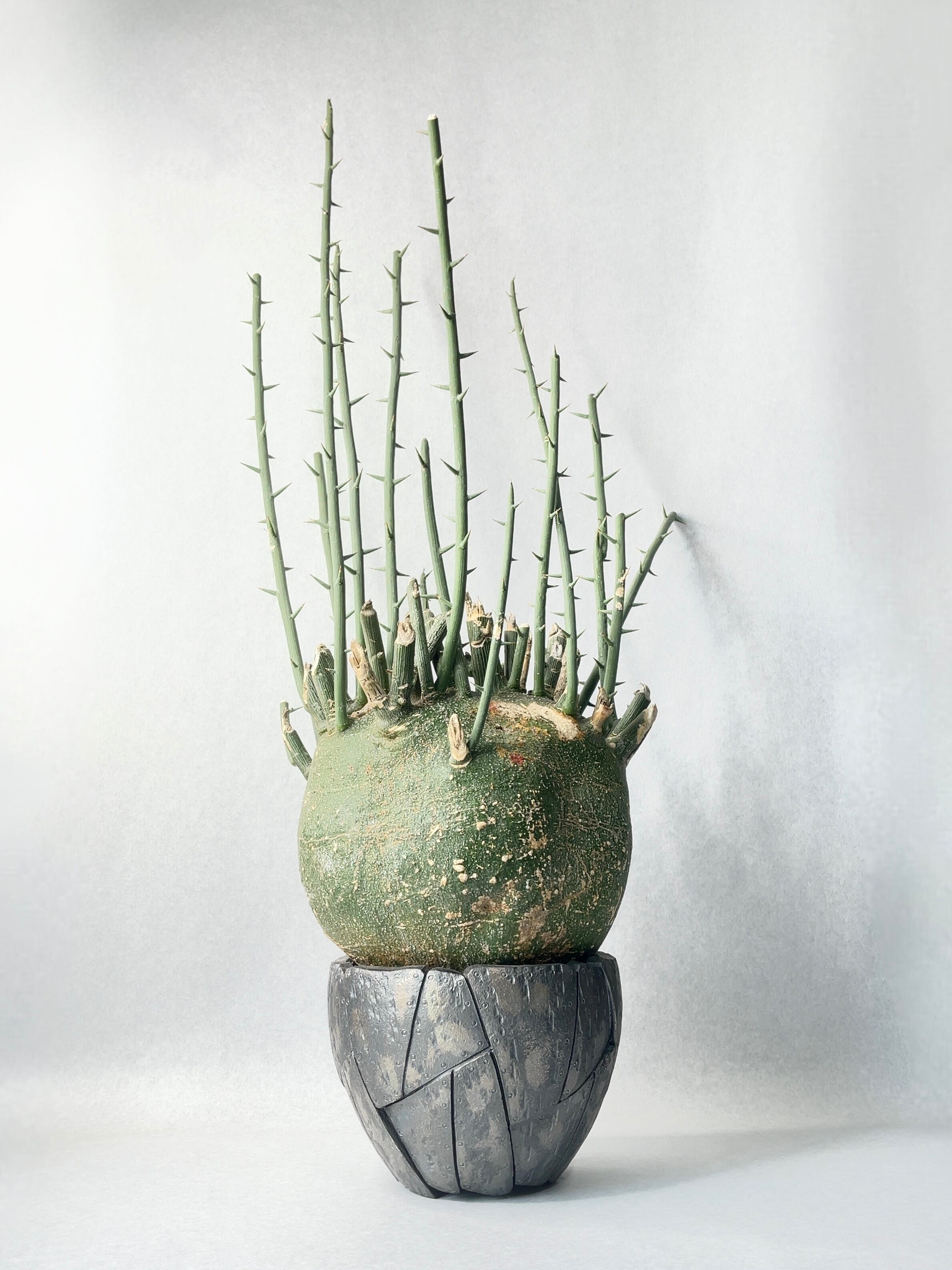 アデニア・プセウドグロボーサ | trigger