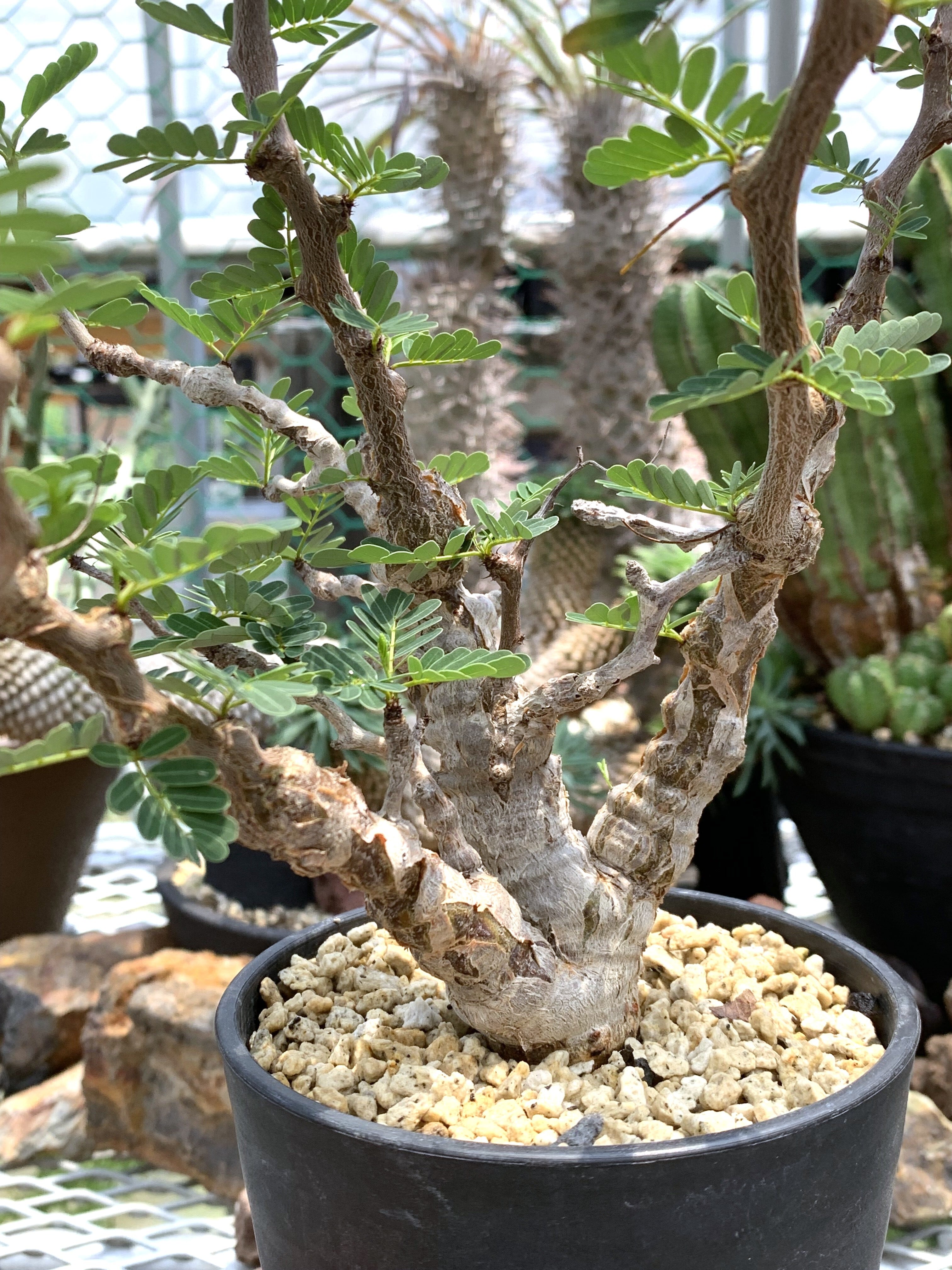 センナメリディオナリス確認用 センナ メリディオナリス 29【送料着払い】 | CACTUS330