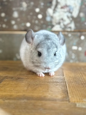 チンチラ・パールパイド♂