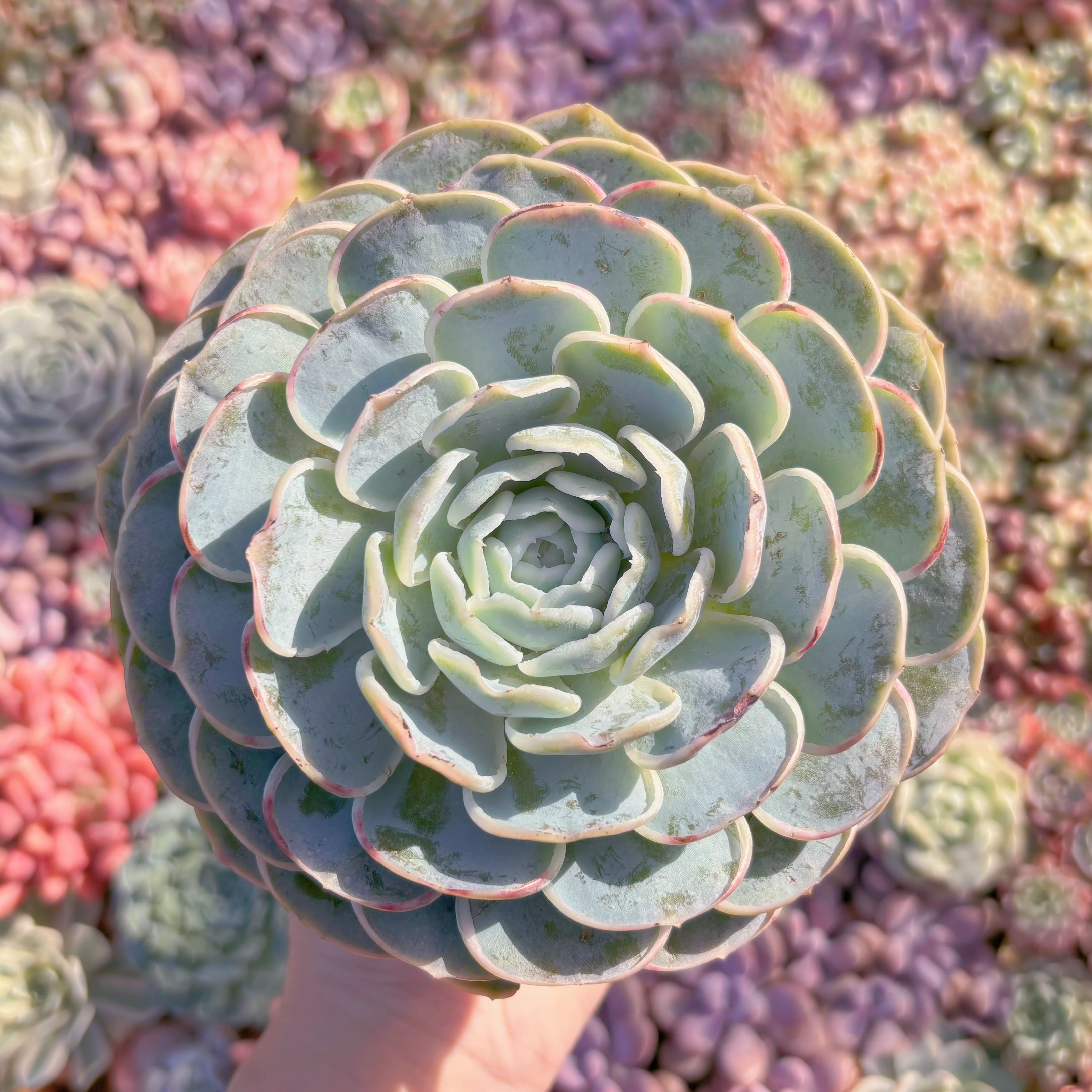 現品　新品種　芍薬#M238　大苗　るる農園