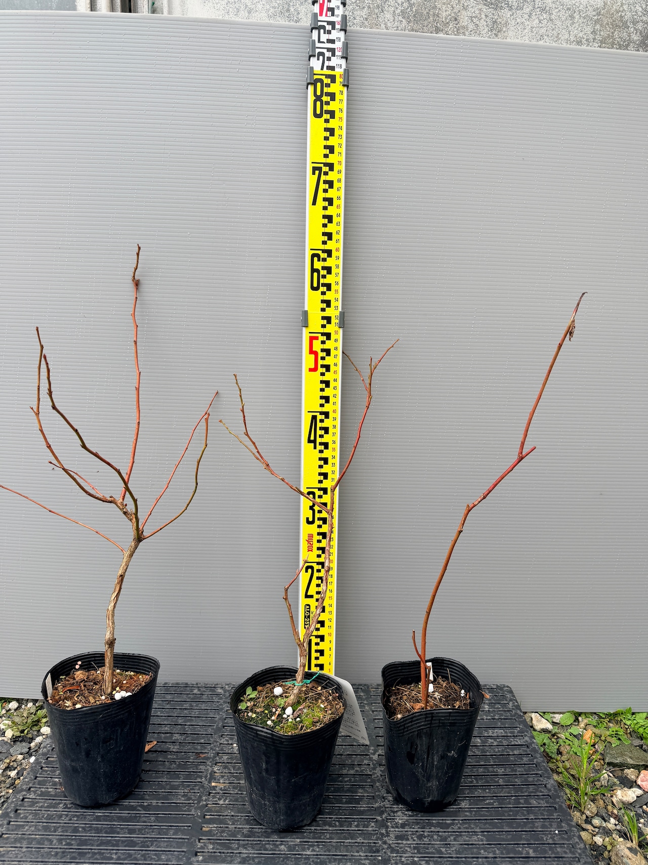 サザンハイブッシュおすすめ3品種　ブルーベリー苗