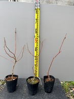 サザンハイブッシュおすすめ3品種　ブルーベリー苗