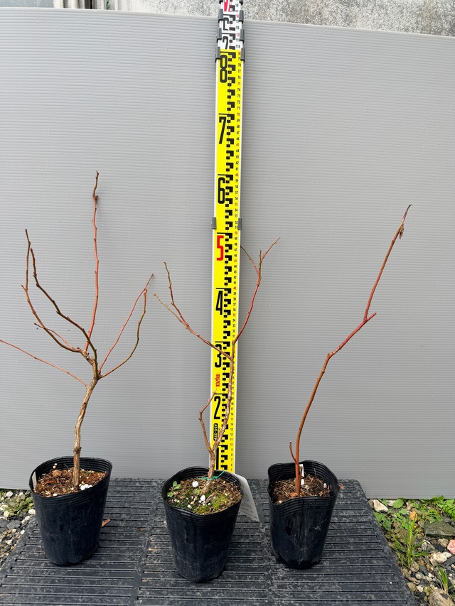 サザンハイブッシュおすすめ3品種　ブルーベリー苗