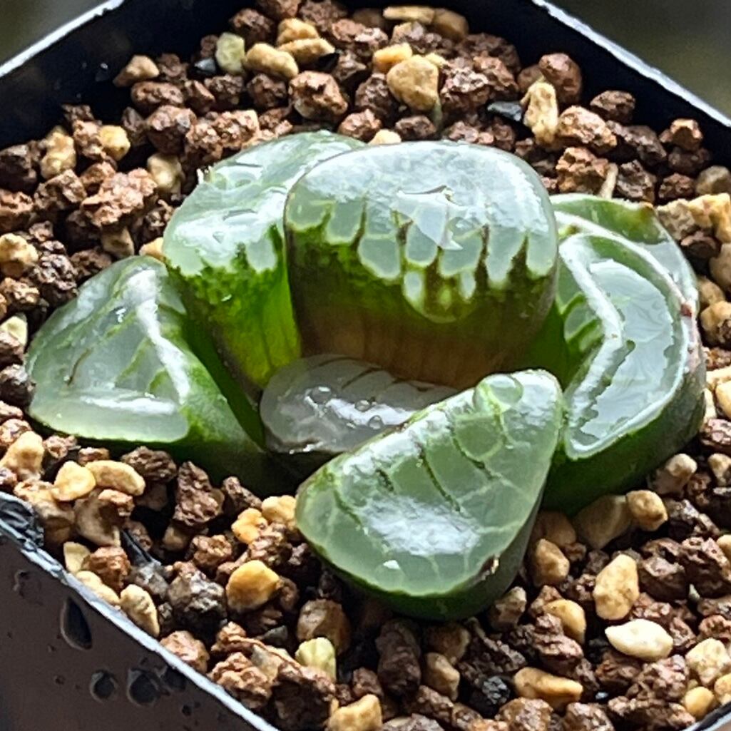 ハオルチア 酒呑童子錦 | mocono_plants