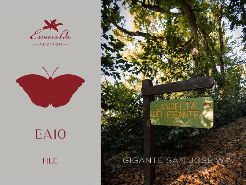 パナマ エスメラルダ/Panama Esmeralda Auction EA10 Washed(17g)販売終了