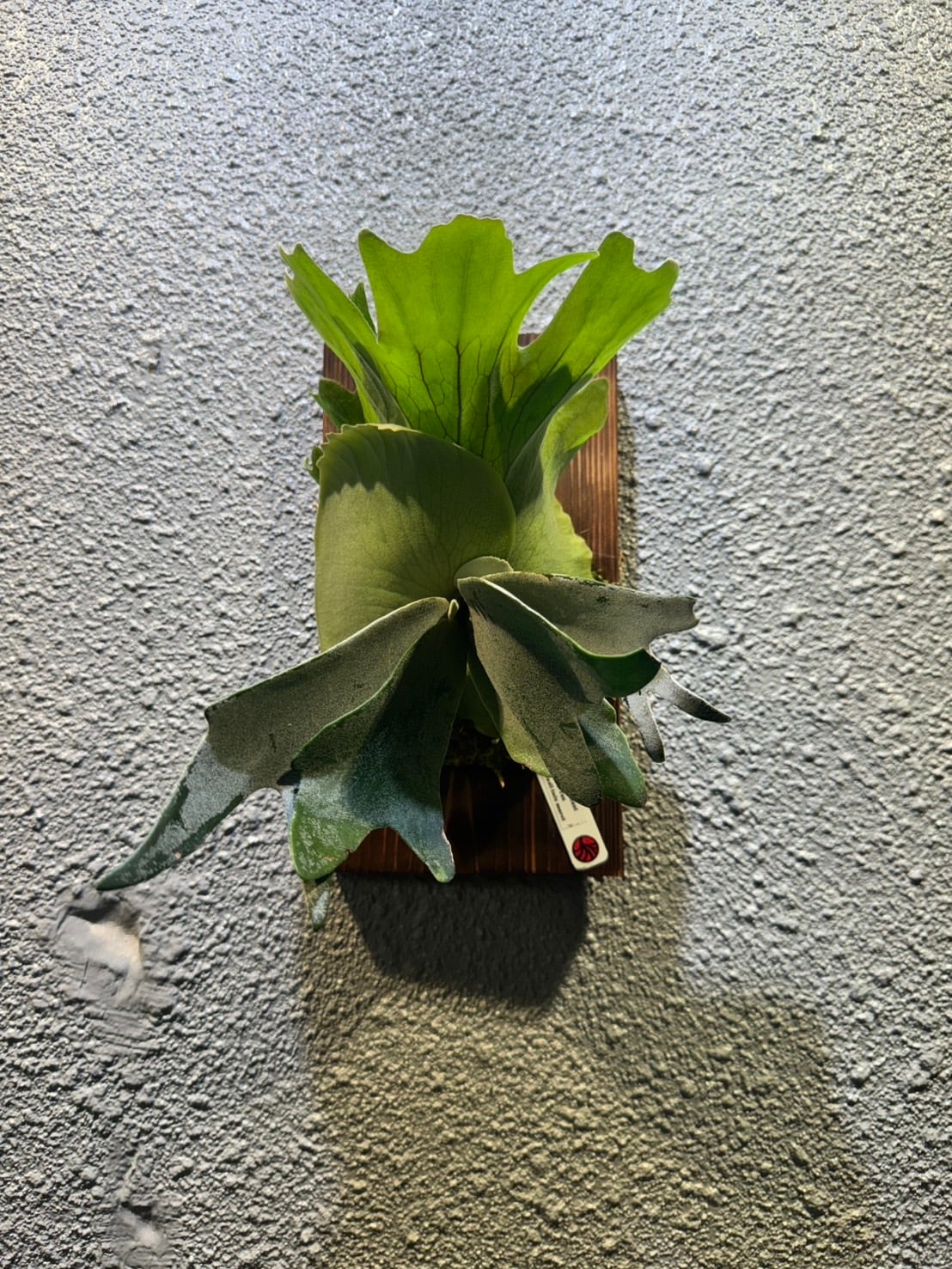 P.willinckii cv.Harvest Moon × P.Snow White (MIXspore) | Plants.Links