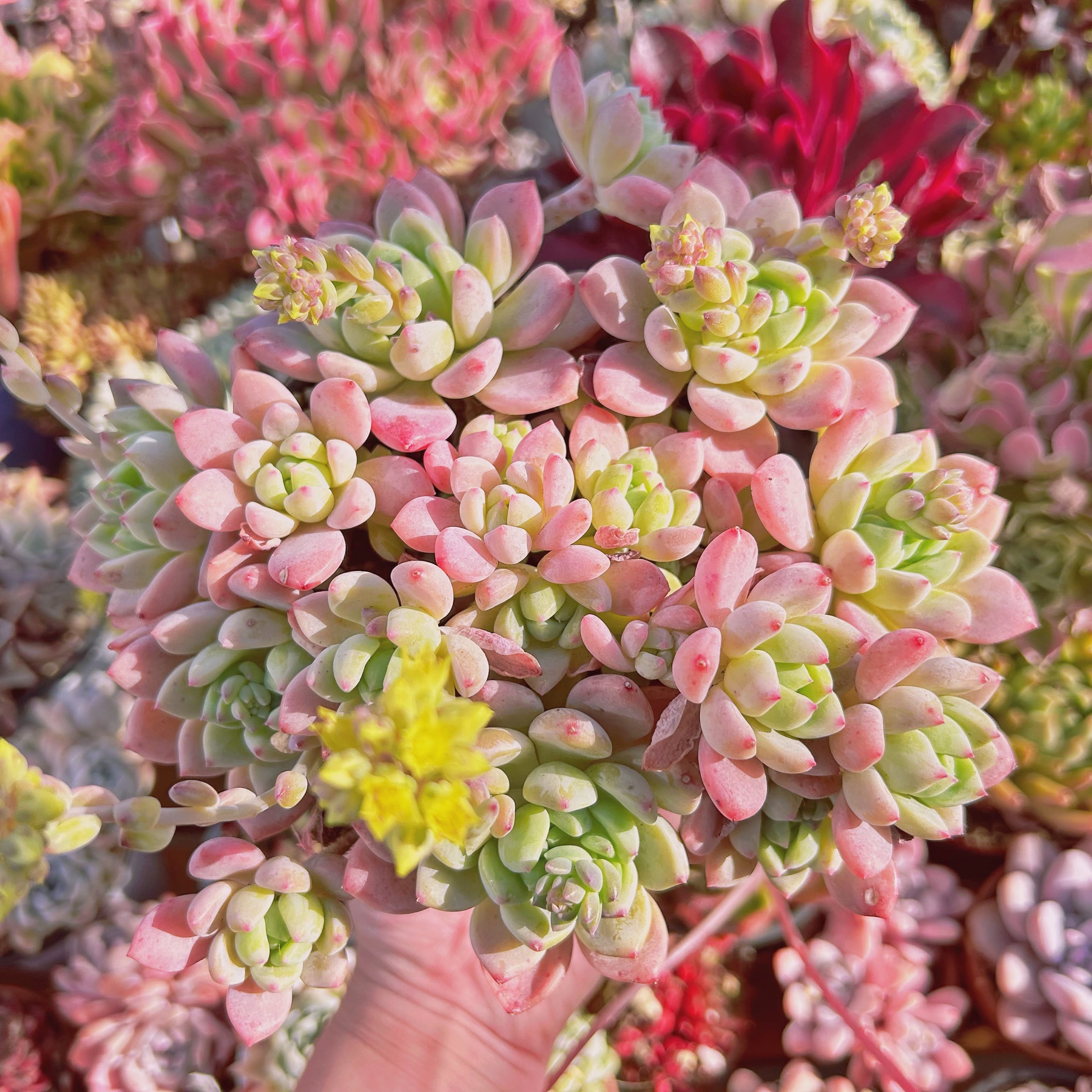 現物　多肉植物　プロリフェラxラウル　特大