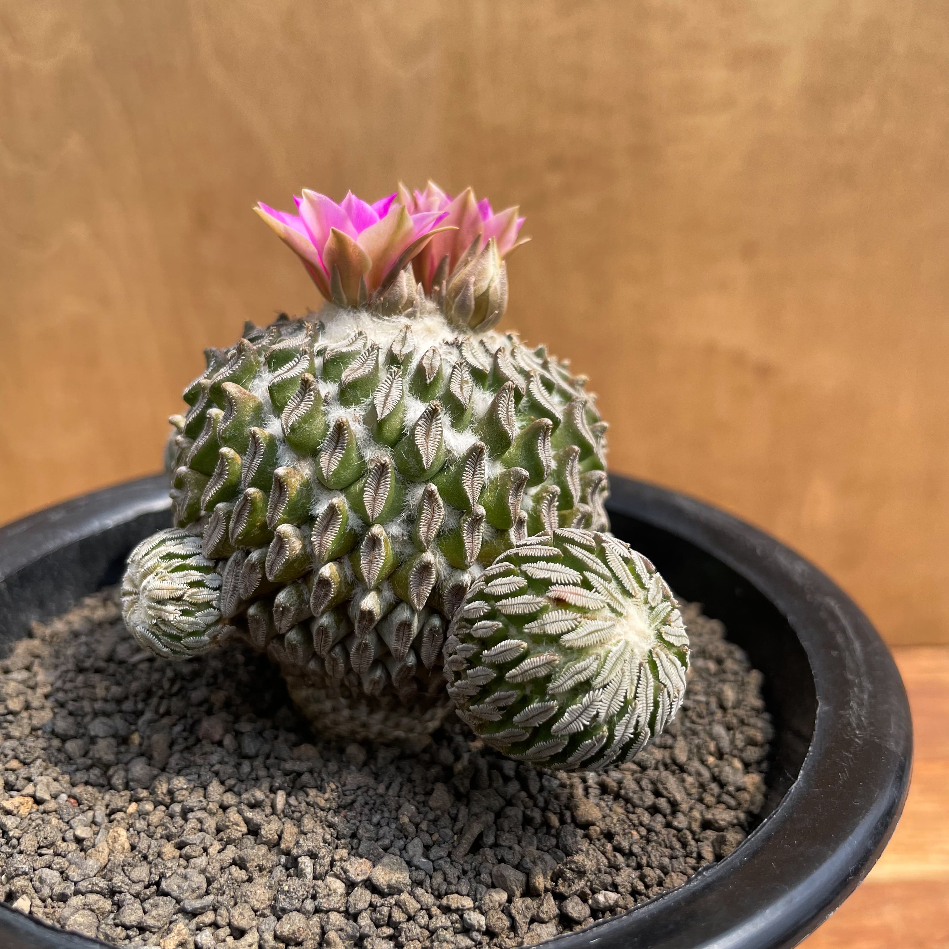 レアサボテンコレクション・ペレシフォラ属・精巧丸inわけけのお店 楽天市場】サボテン：ペレキフォラ 精巧丸*幅13cm 現品！一品限り